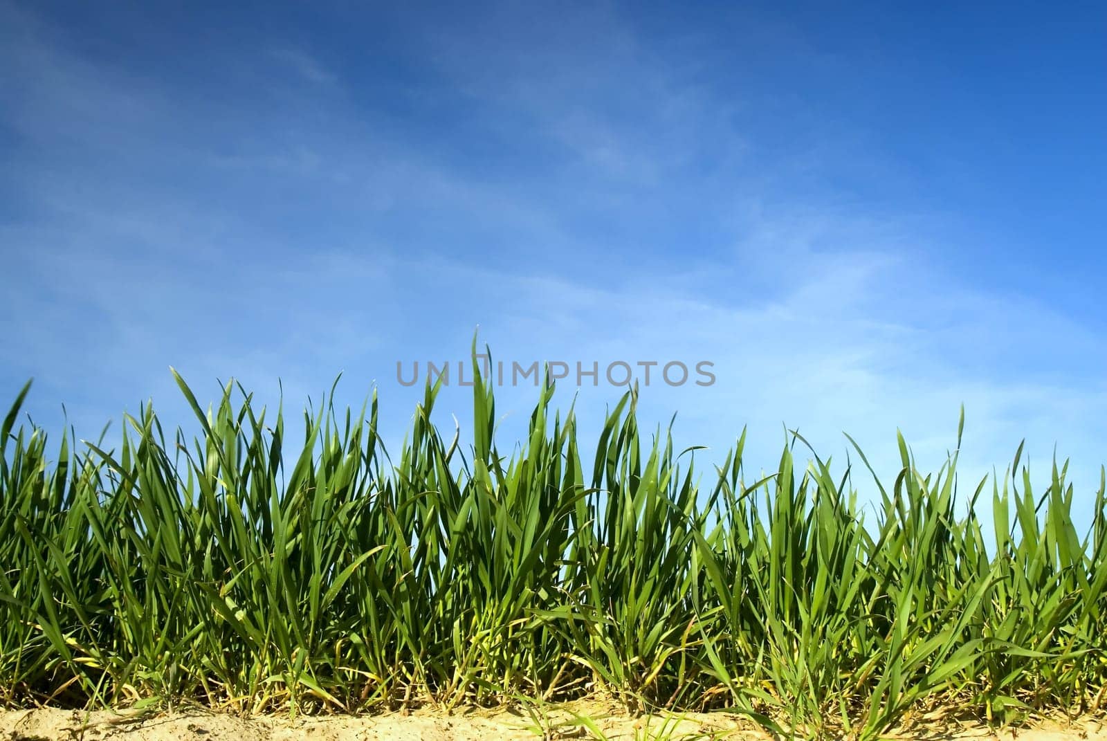green grass on horzon with blue sky