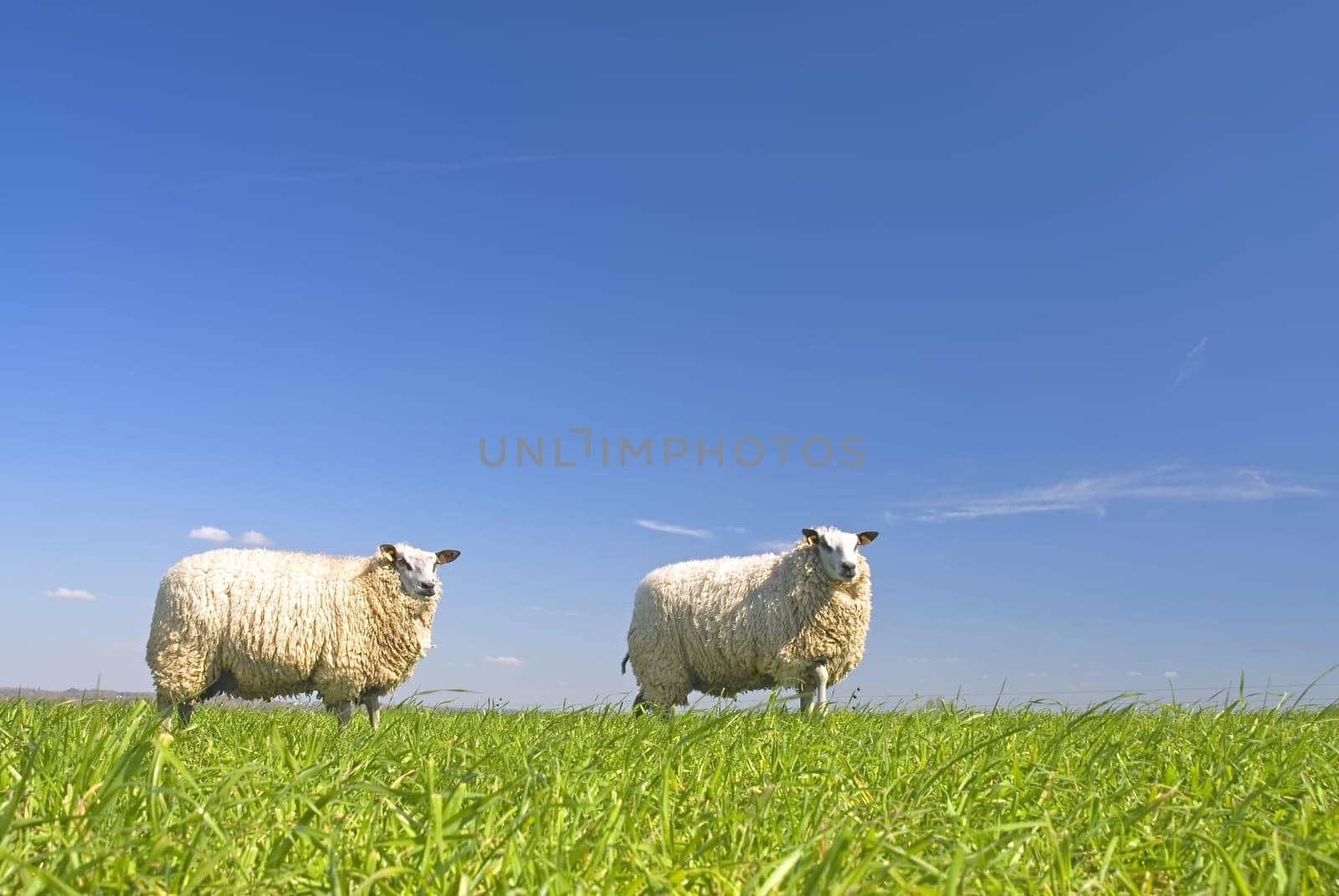 sheep on grass with blue sky, standing on a hill