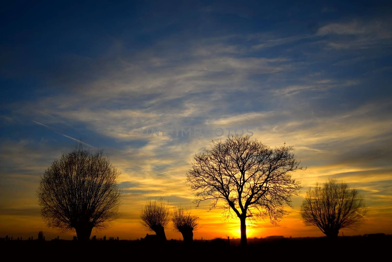 sunset with backlit trees on the horizon