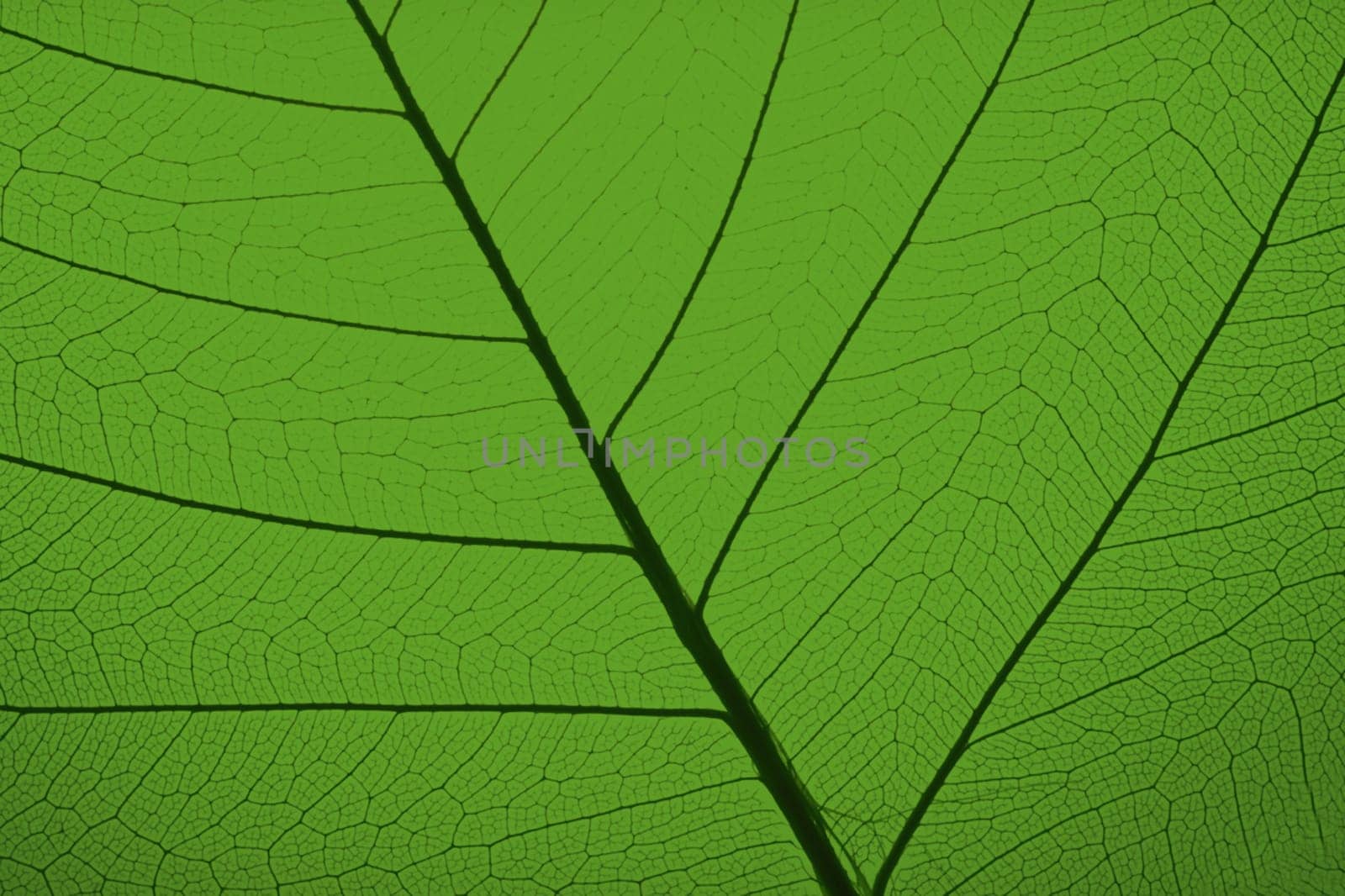 Background as anatonomy of leaf in green