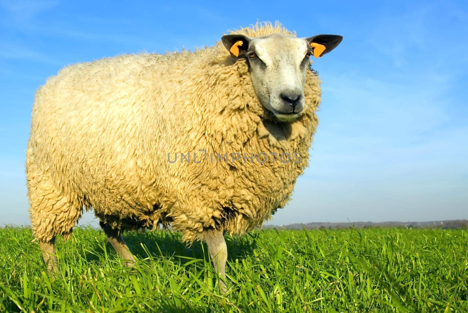 sheep on grass with blue sky, looking at the camera