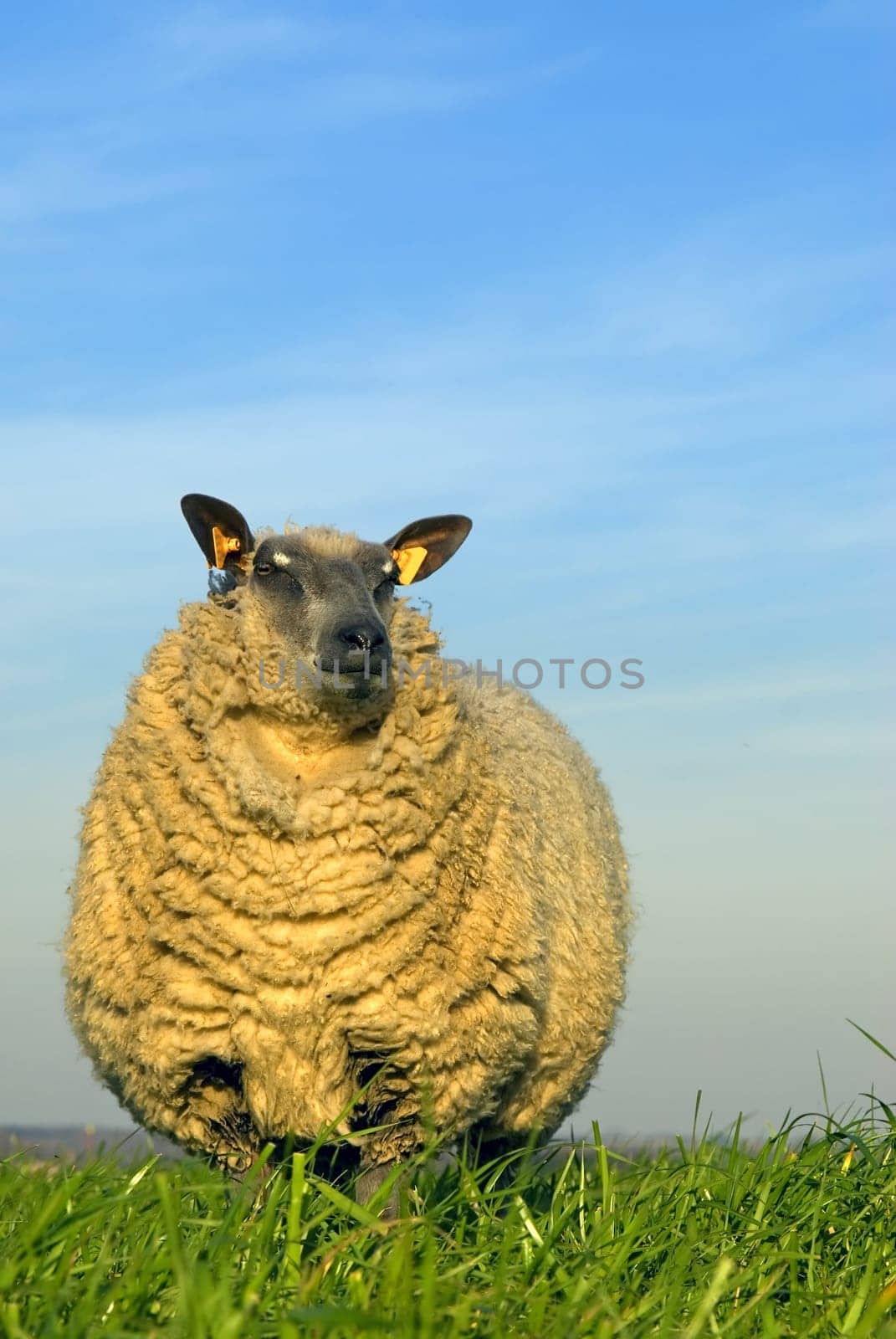 sheep on grass with blue sky, looking at the camera