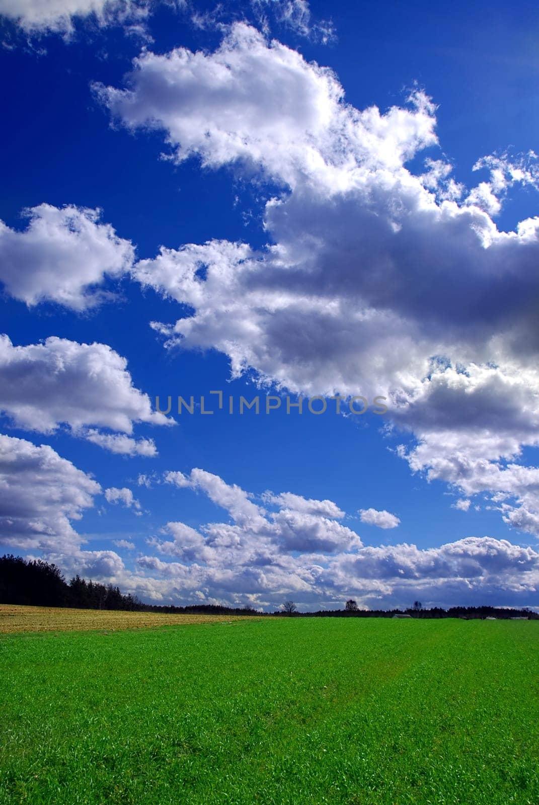 Beautiful summer landscape with green grass and cloudy blue sky