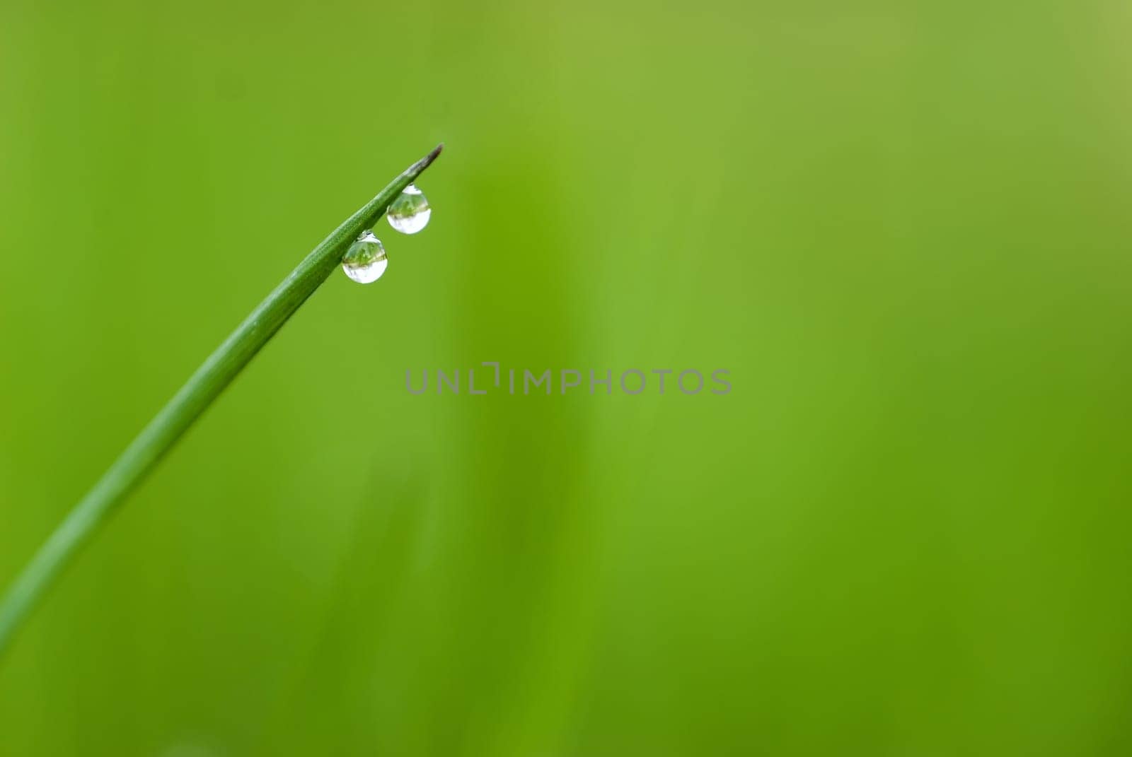 green grass with two waterdrops and shallow depth of field