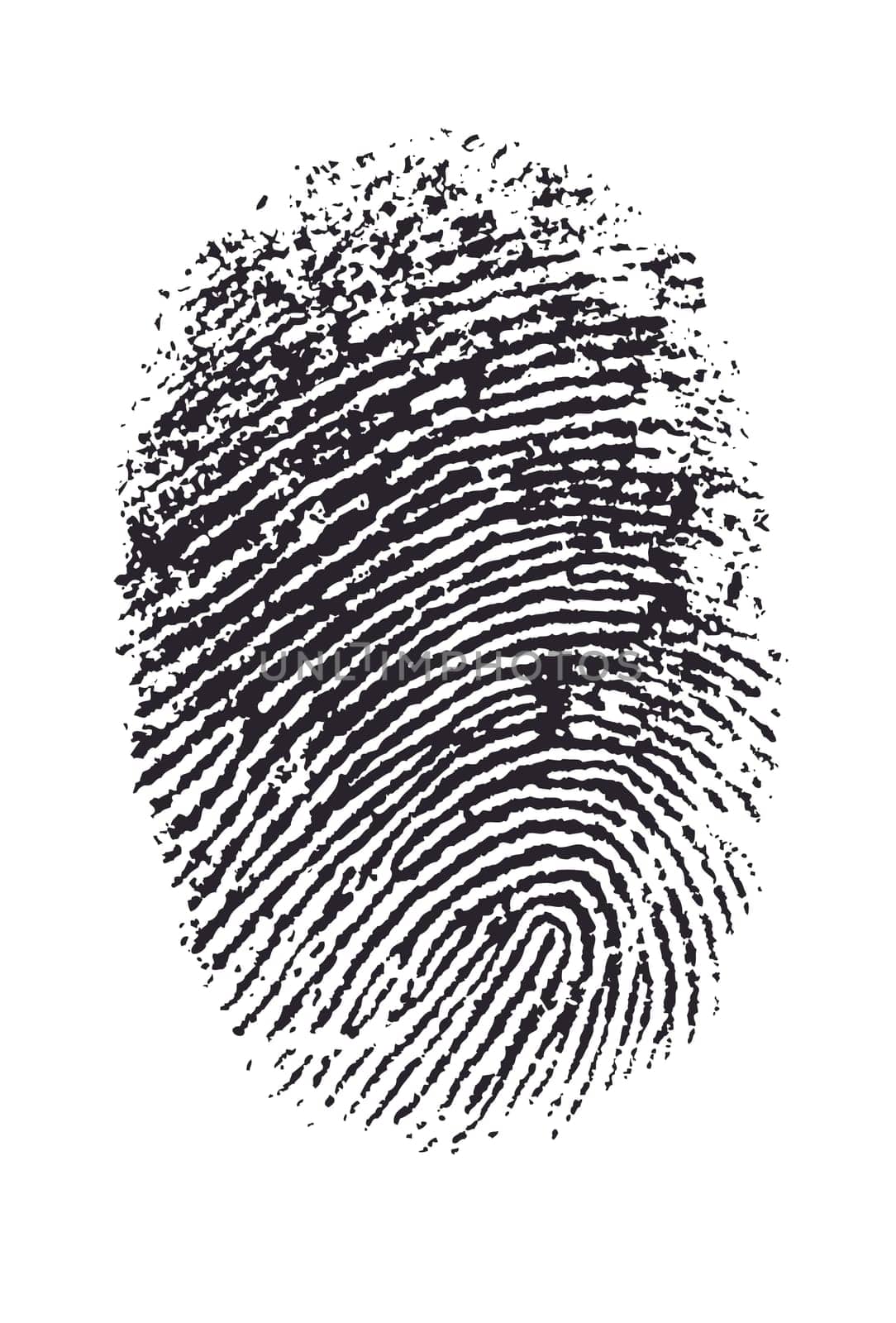 Vector Illustration of a Thumbprint