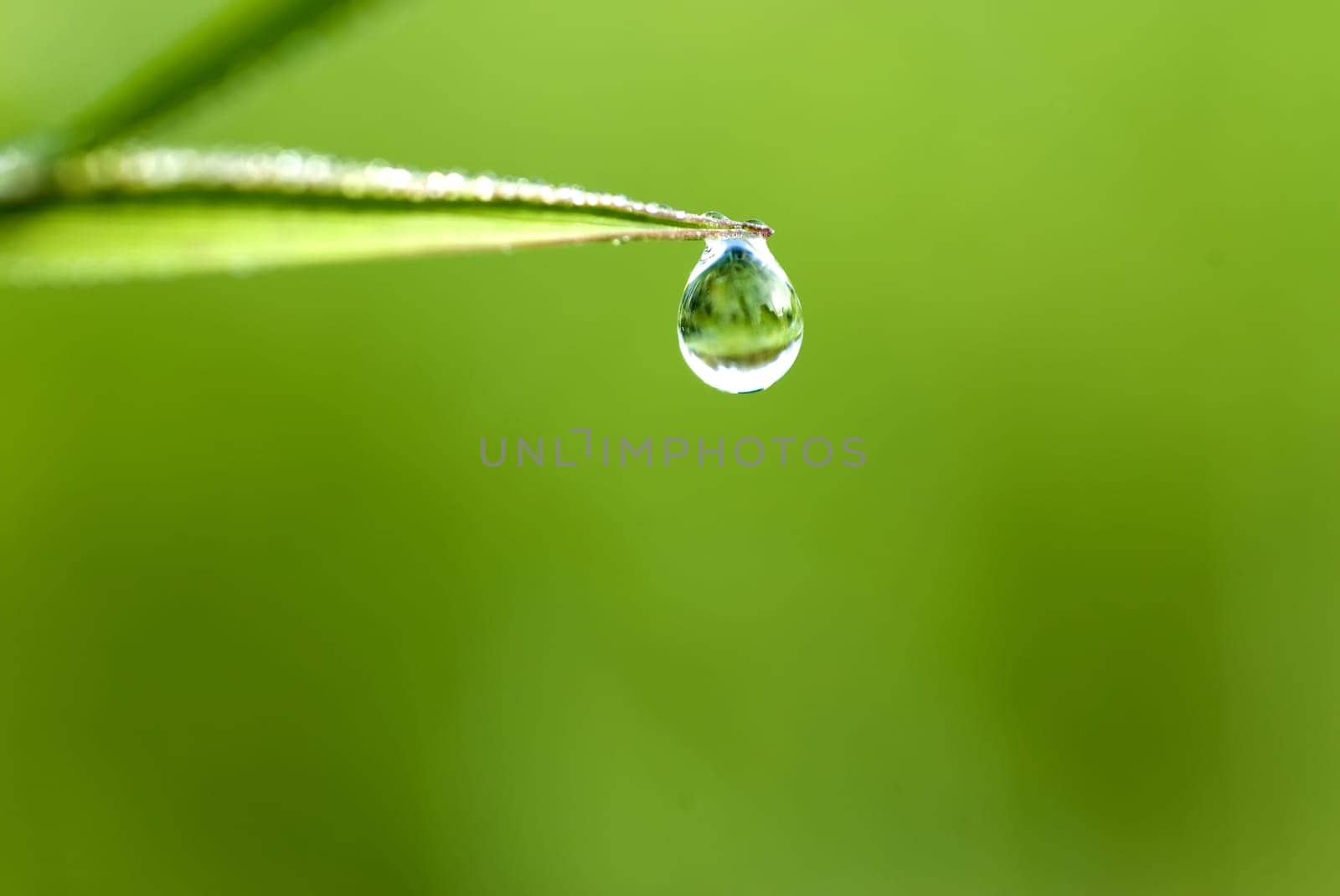 green grass with waterdrop and shallow depth of field