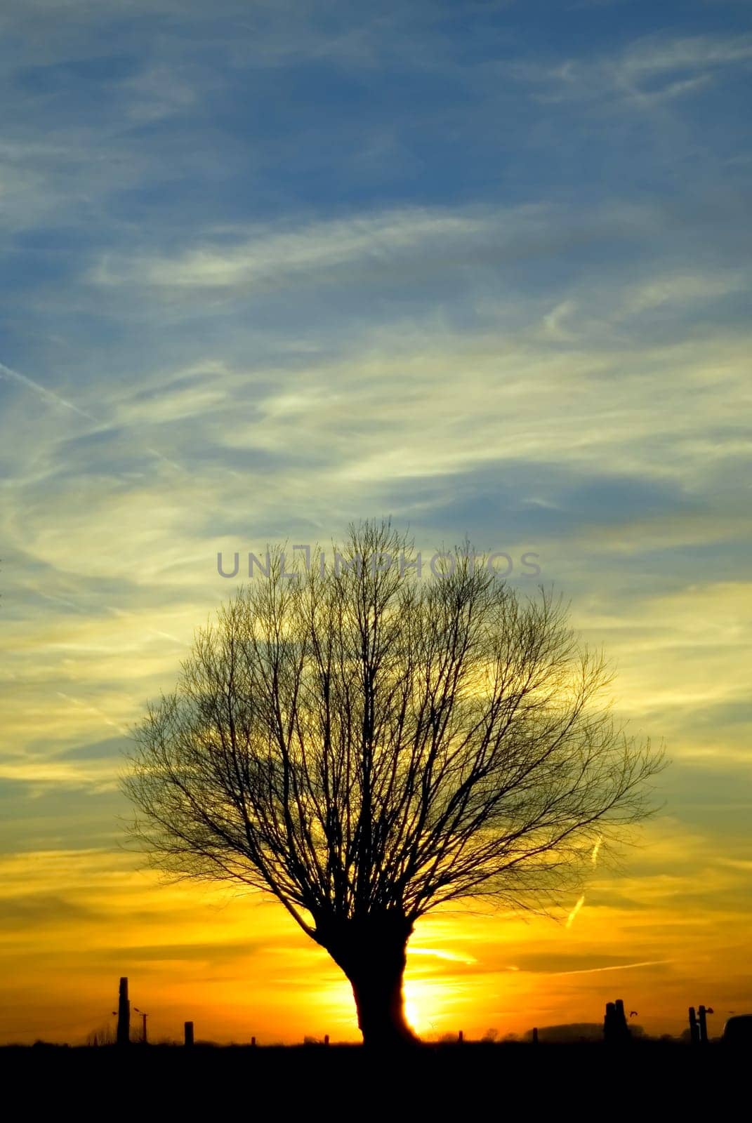 sunset with backlit tree on the horizon