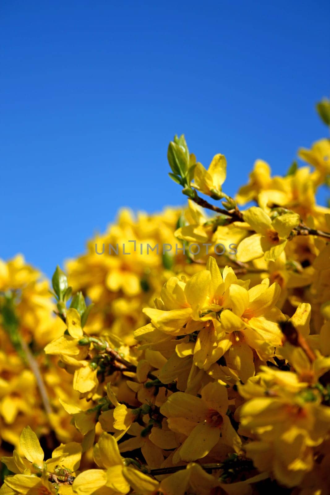 Yellow flowers in the blue