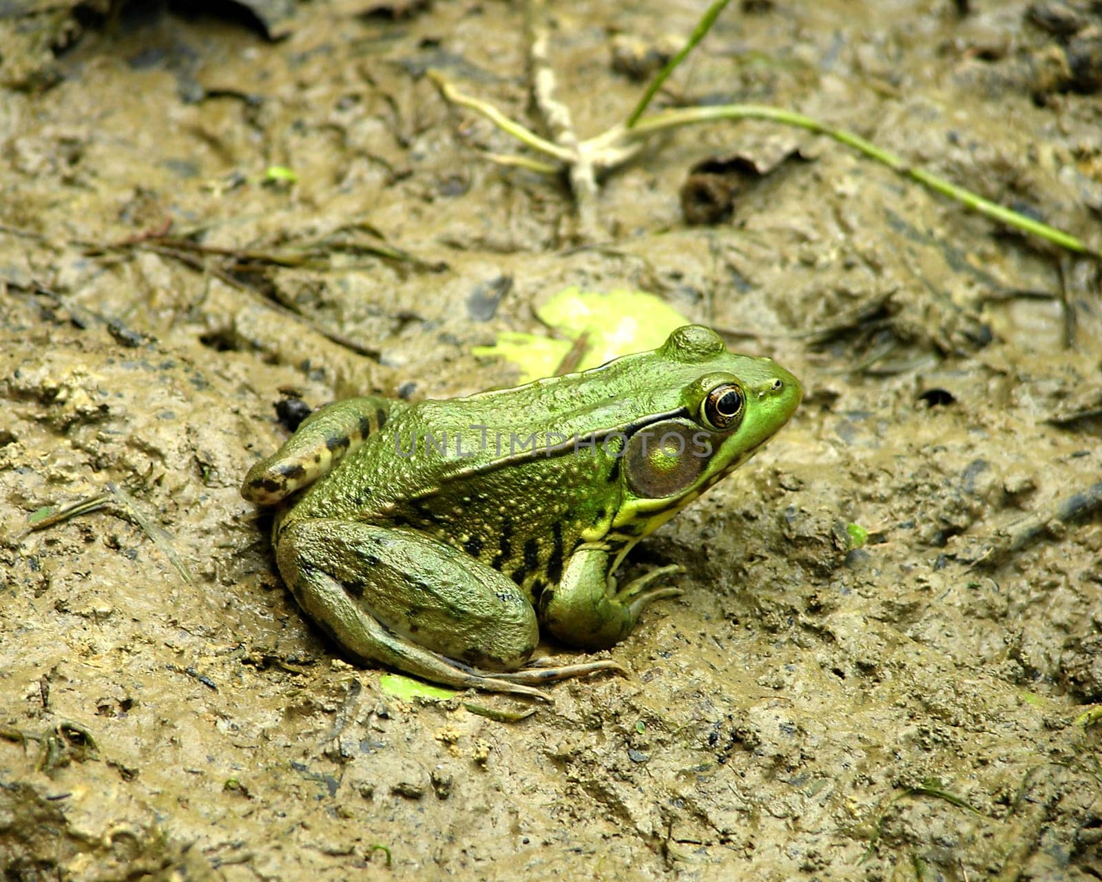 Green Toad looking for food in a dry pond at Innis Wood Metro Park, Columbus, Ohio