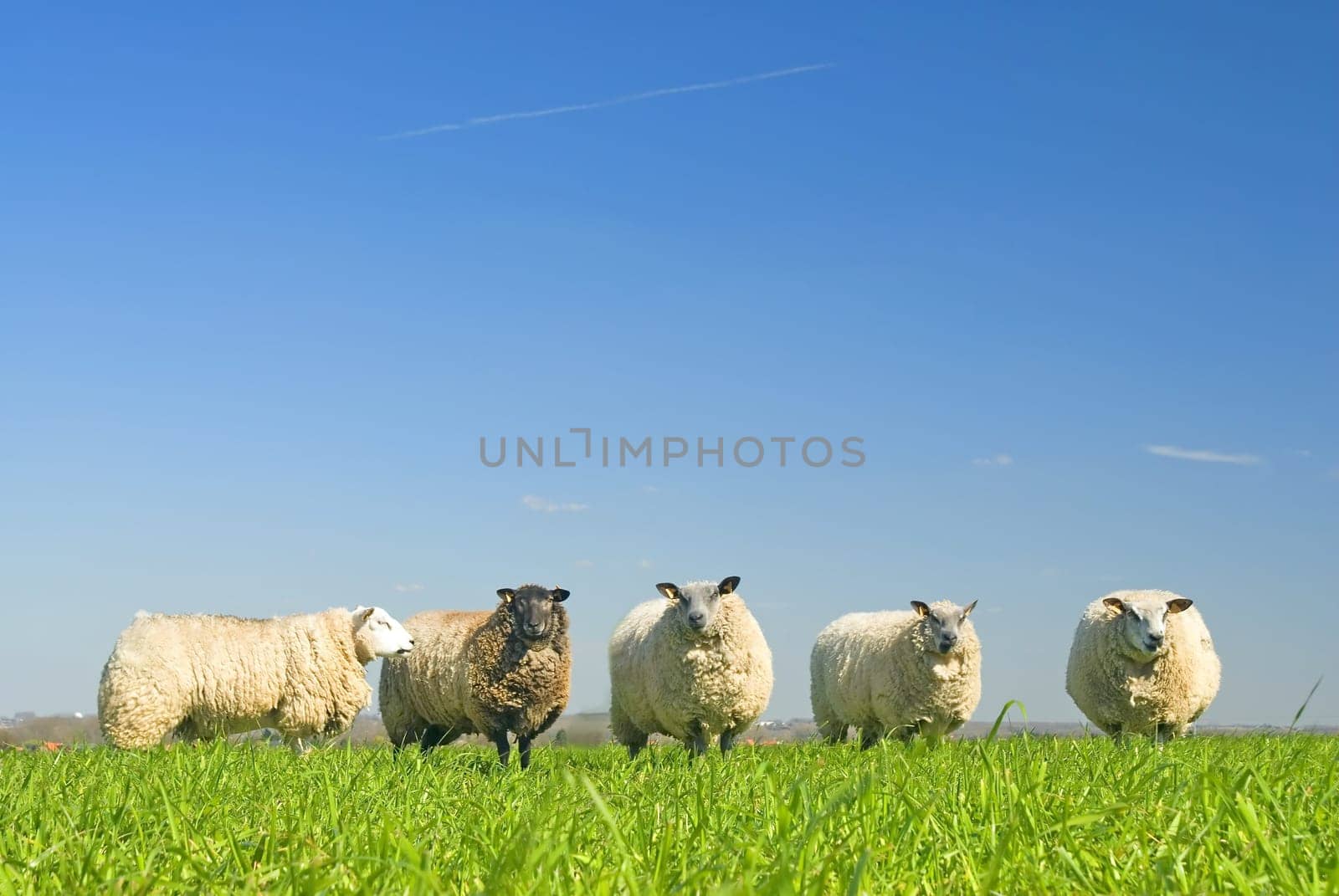 sheep on grass with blue sky, looking at the camera
