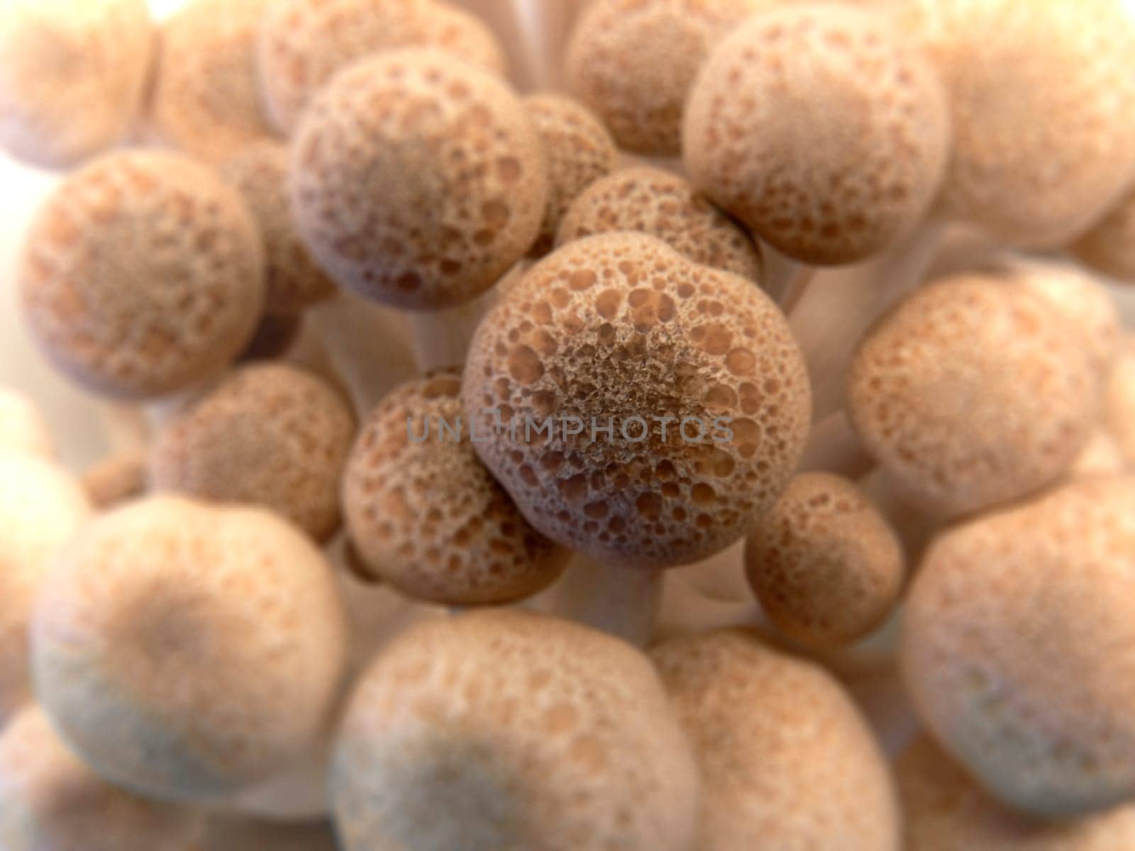 bunch of brown beech or Buna Shimeji mushrooms