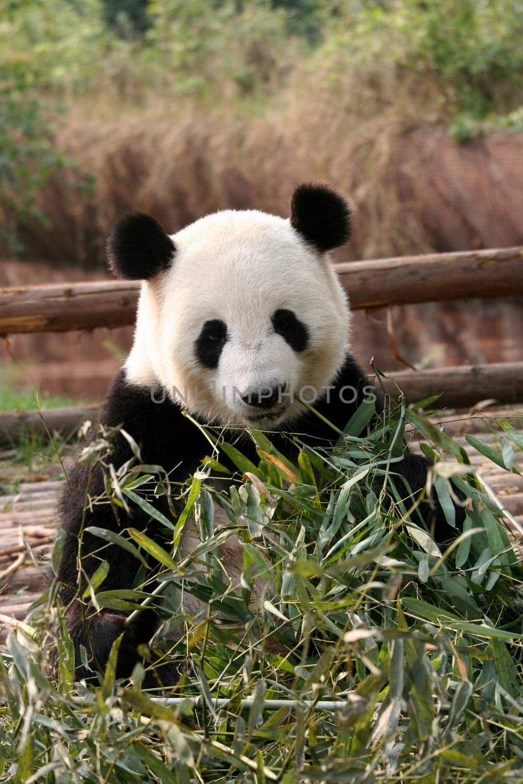 Panda bear
