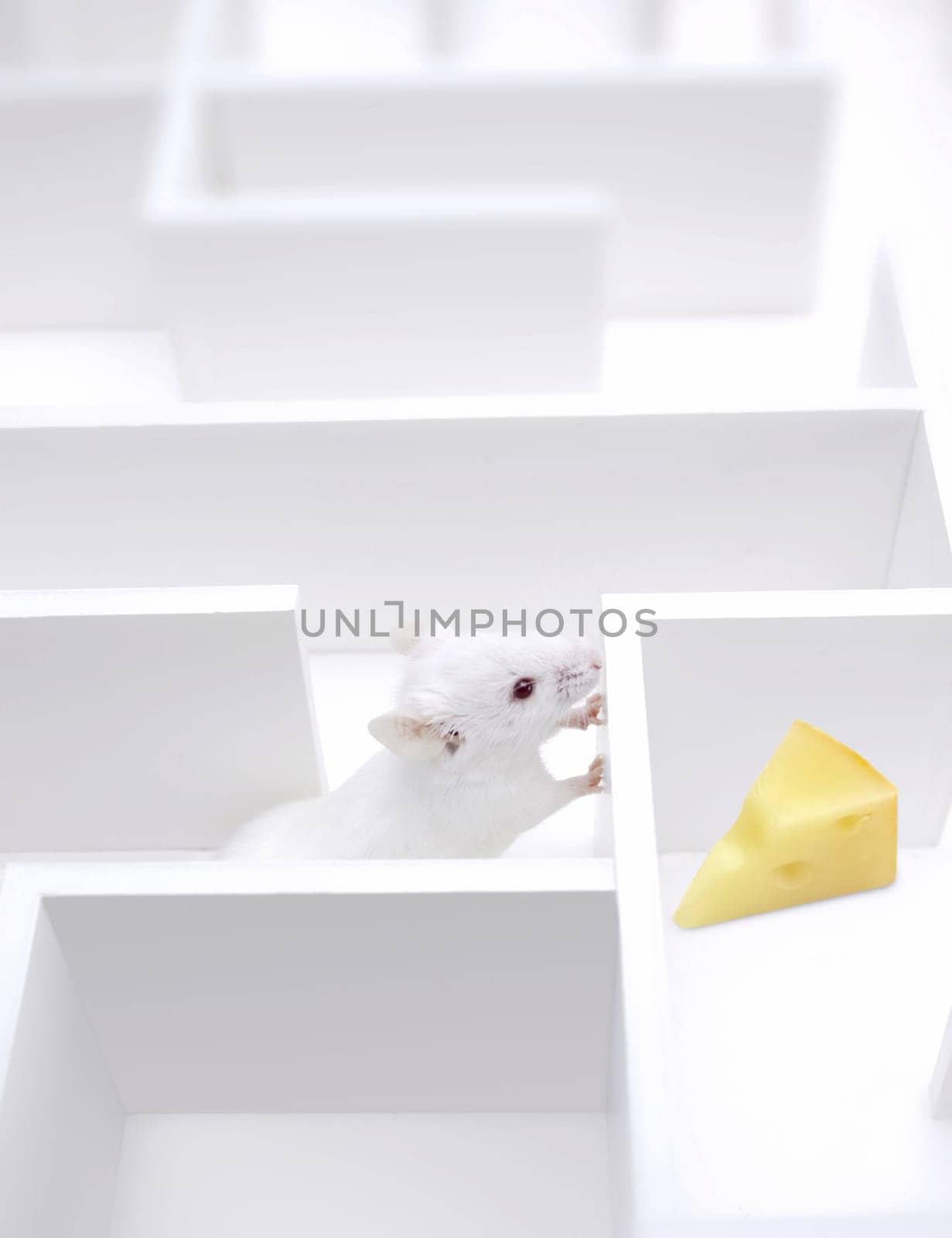Mouse searching for cheese
