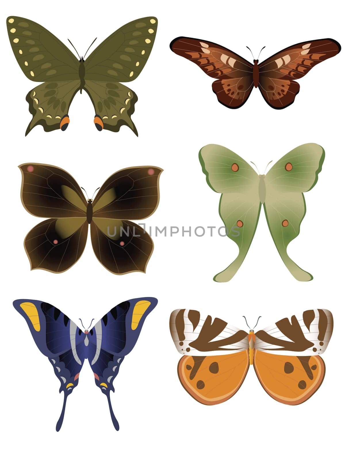 illustration of different color tropical butterflies isolated