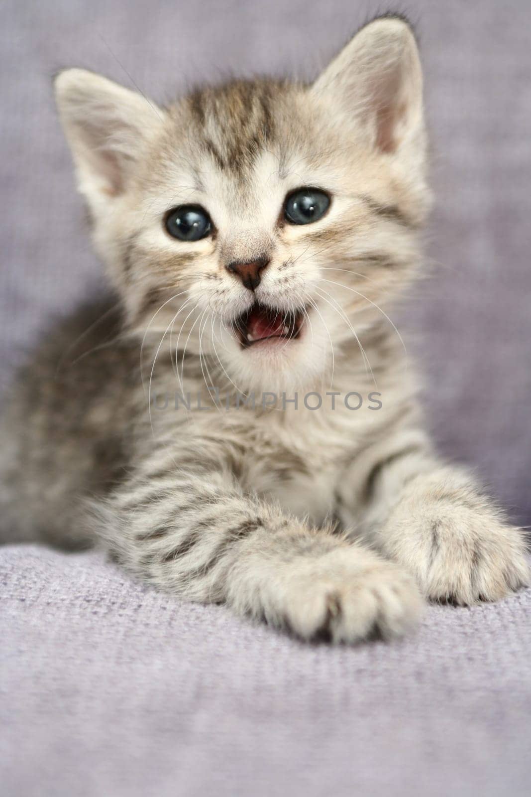 Sight of a small grey kittenwith the open mouth