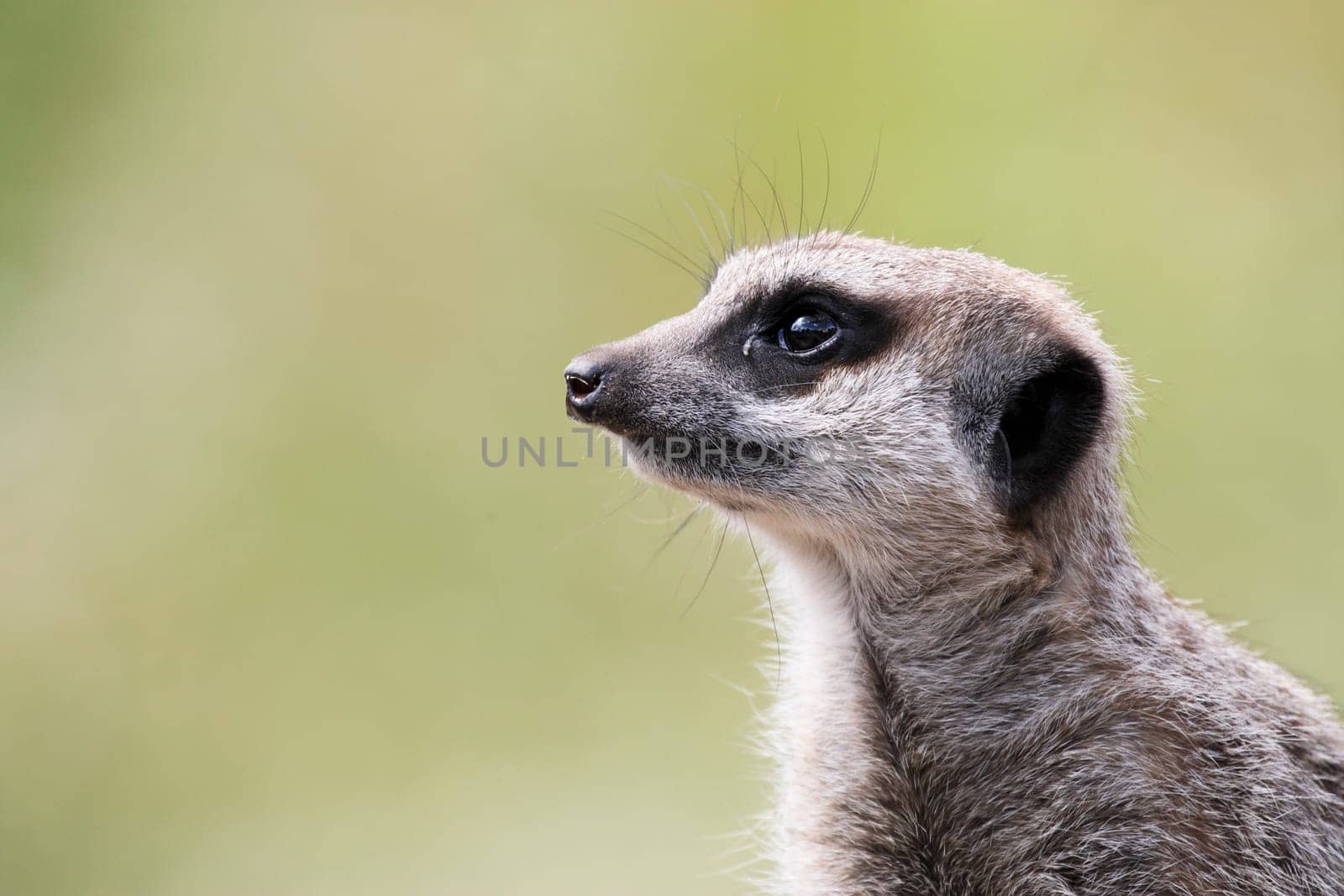 single meerkat looking out taken at dudley zoo in july 2007