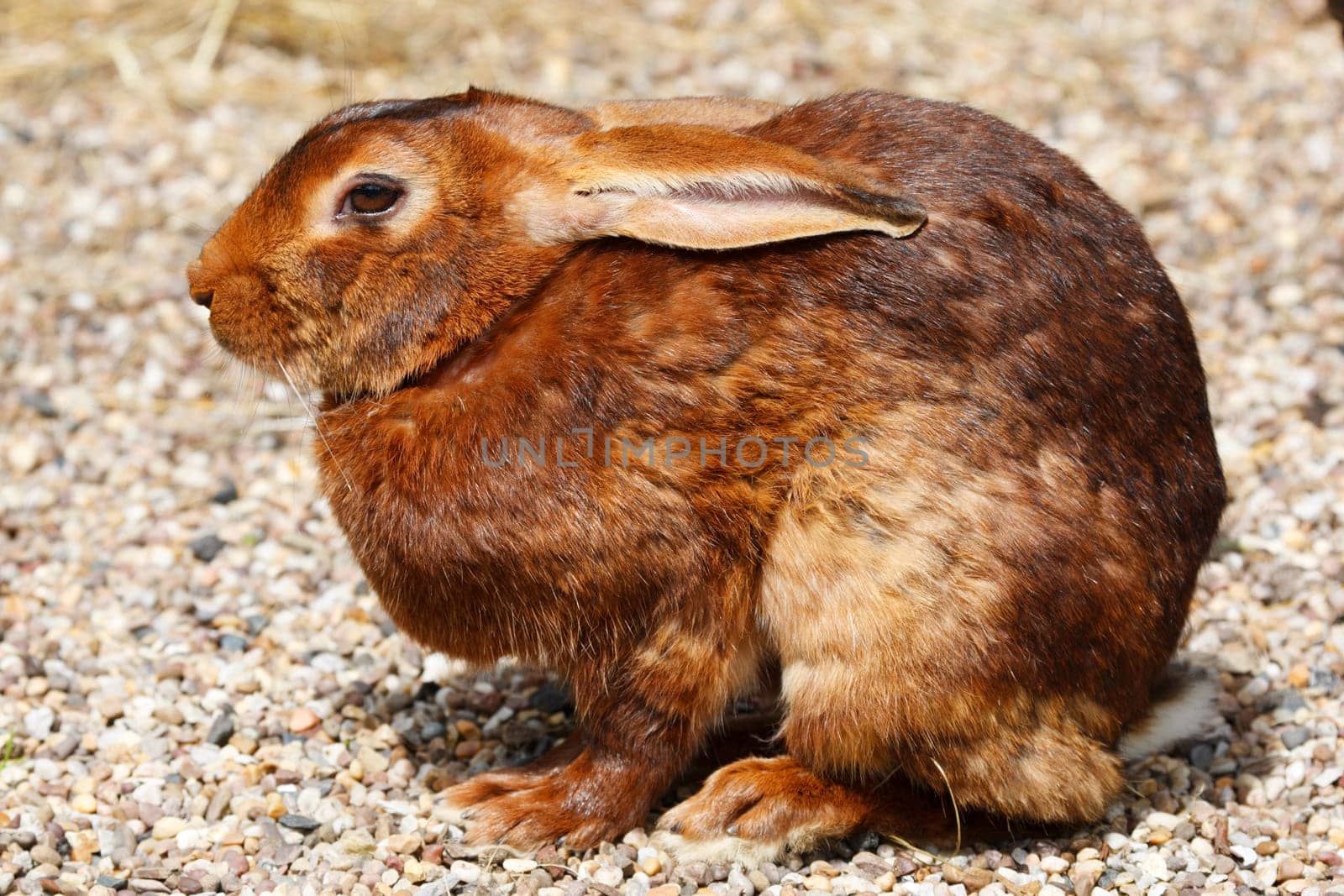brown rabbit taken in dudley west midlands in july 2007