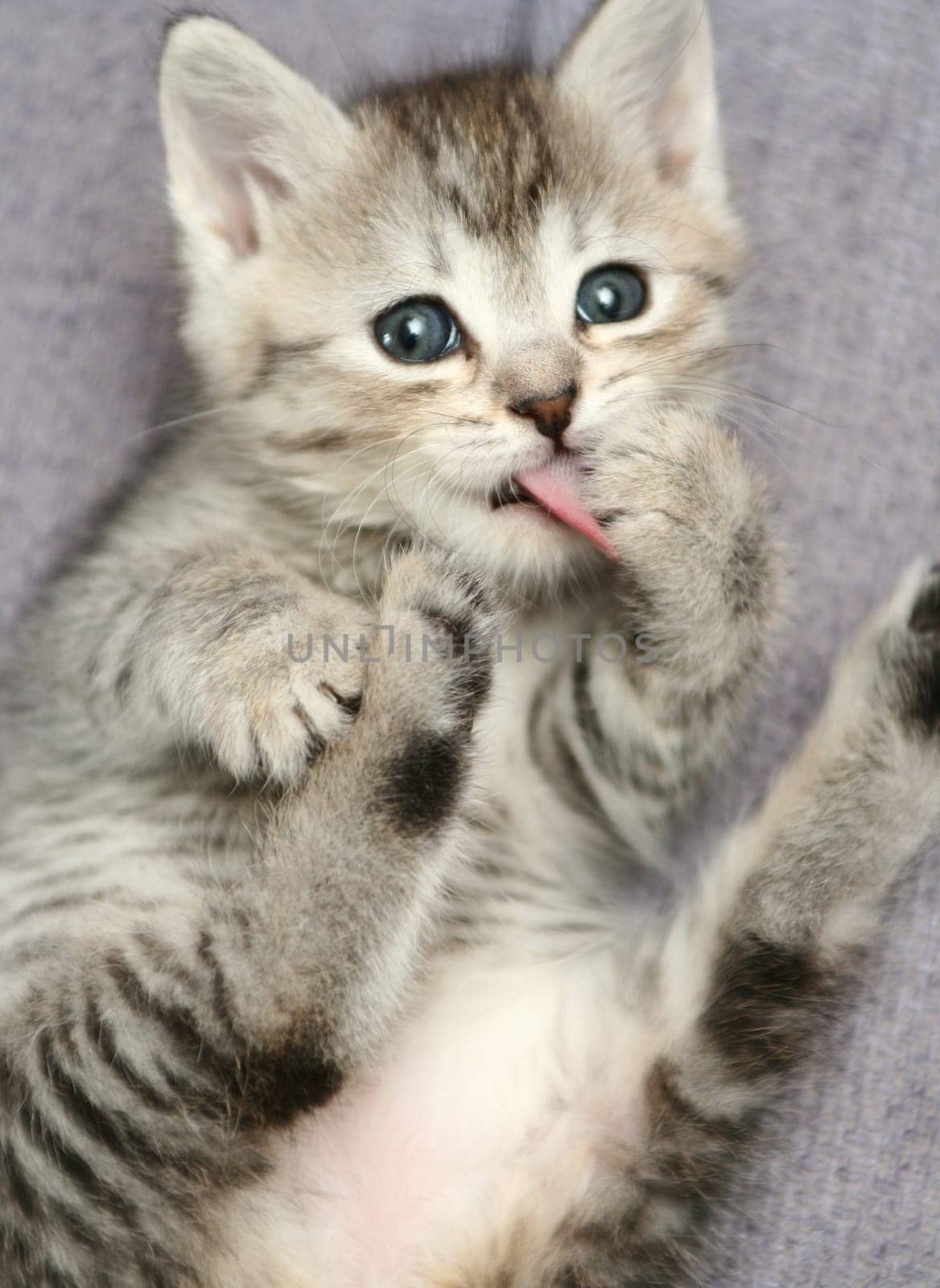 The small grey kitten washes