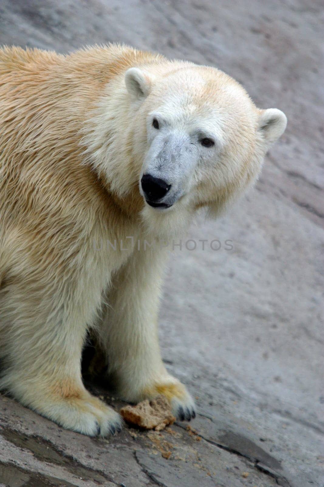 Polar bear in captivity