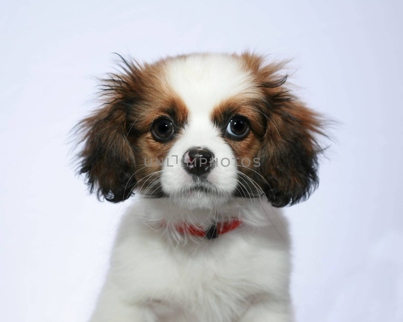 puppy 2
