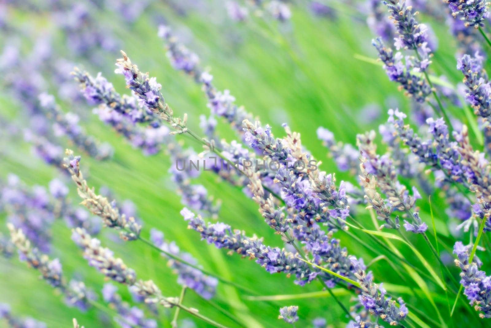 dreamy lavender background  differential focus
