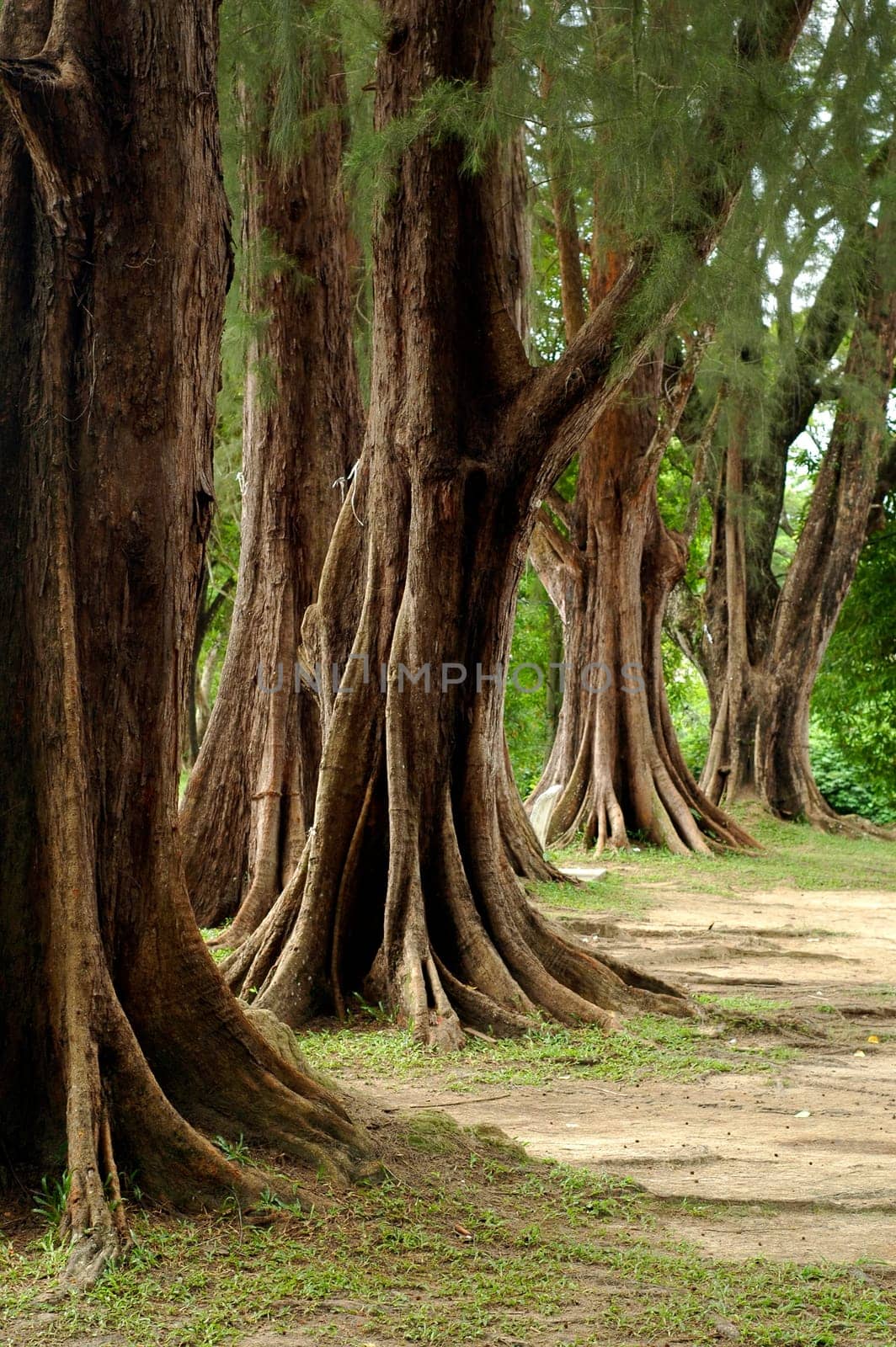 old trees and grass at park