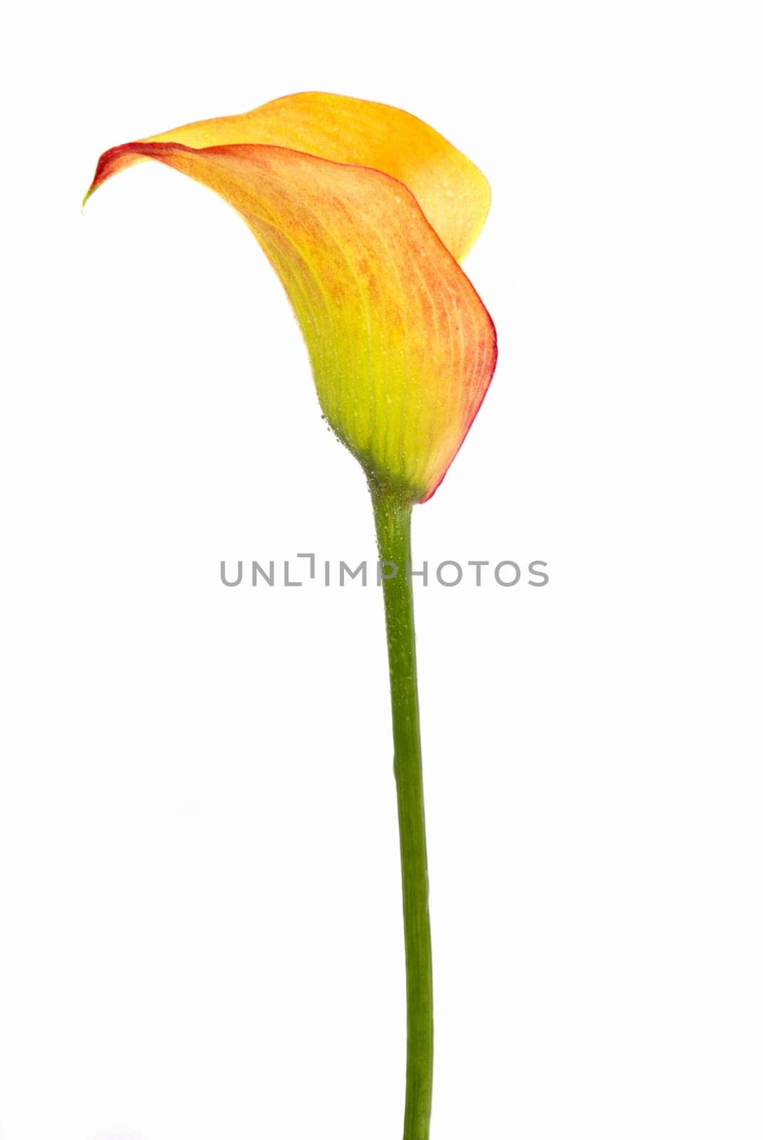 yellow arum isolated over white background