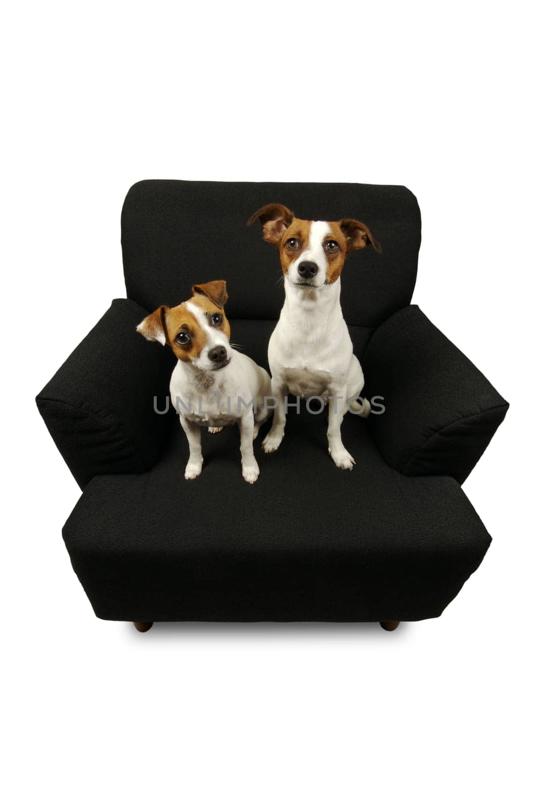 Two Jack Russell Terriers sitting on a black chair isolated on a white background.