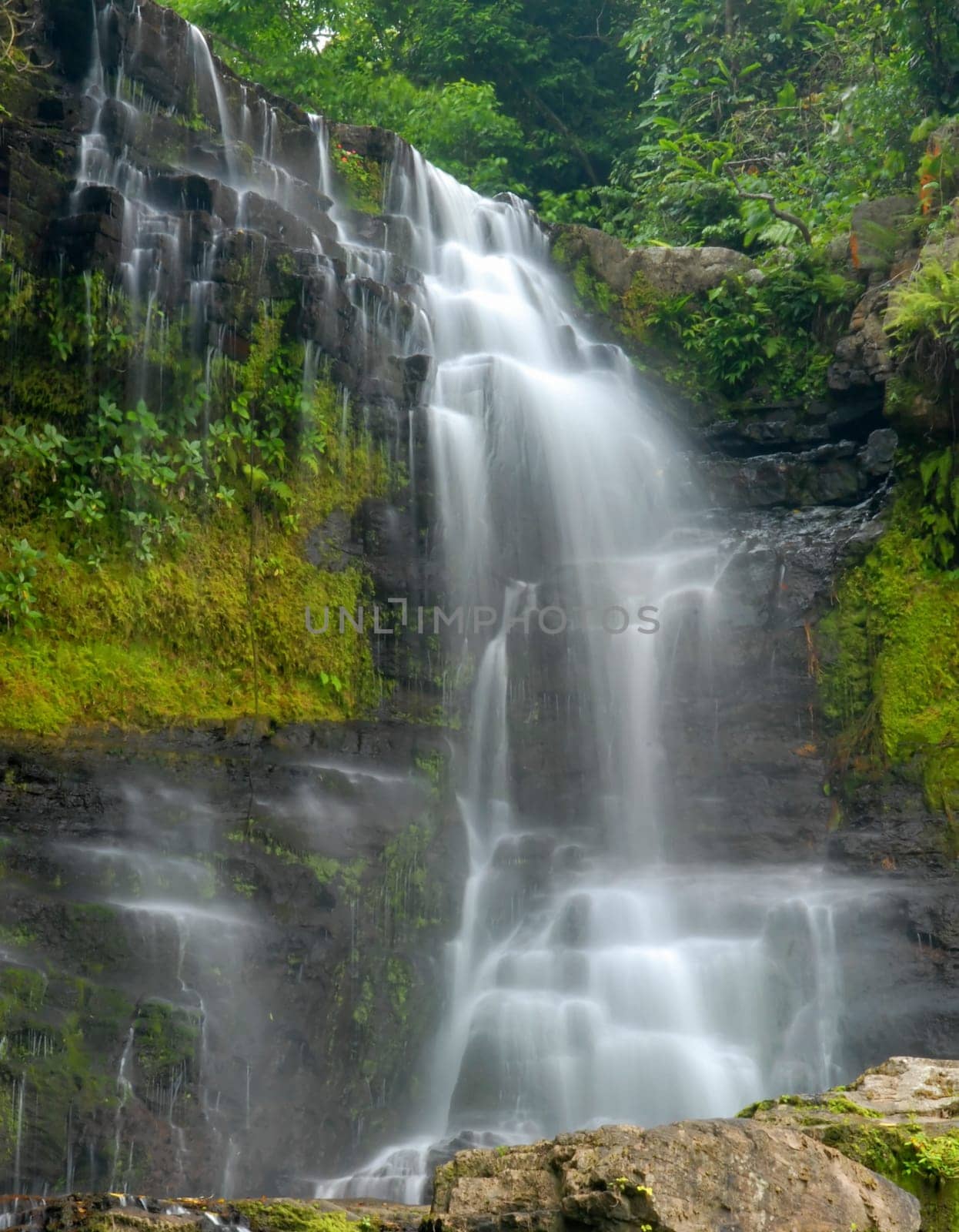 waterfall through a dense lush forest