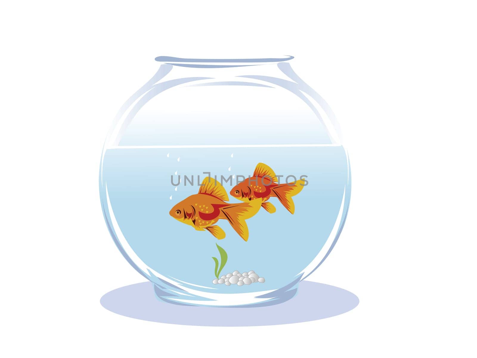 two goldfish in a glass aquarium