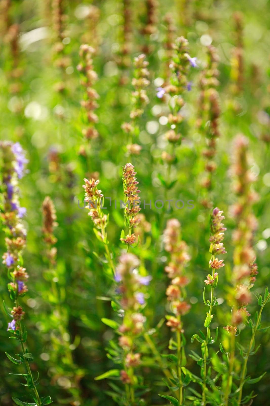Detail of herbs in herbal garden