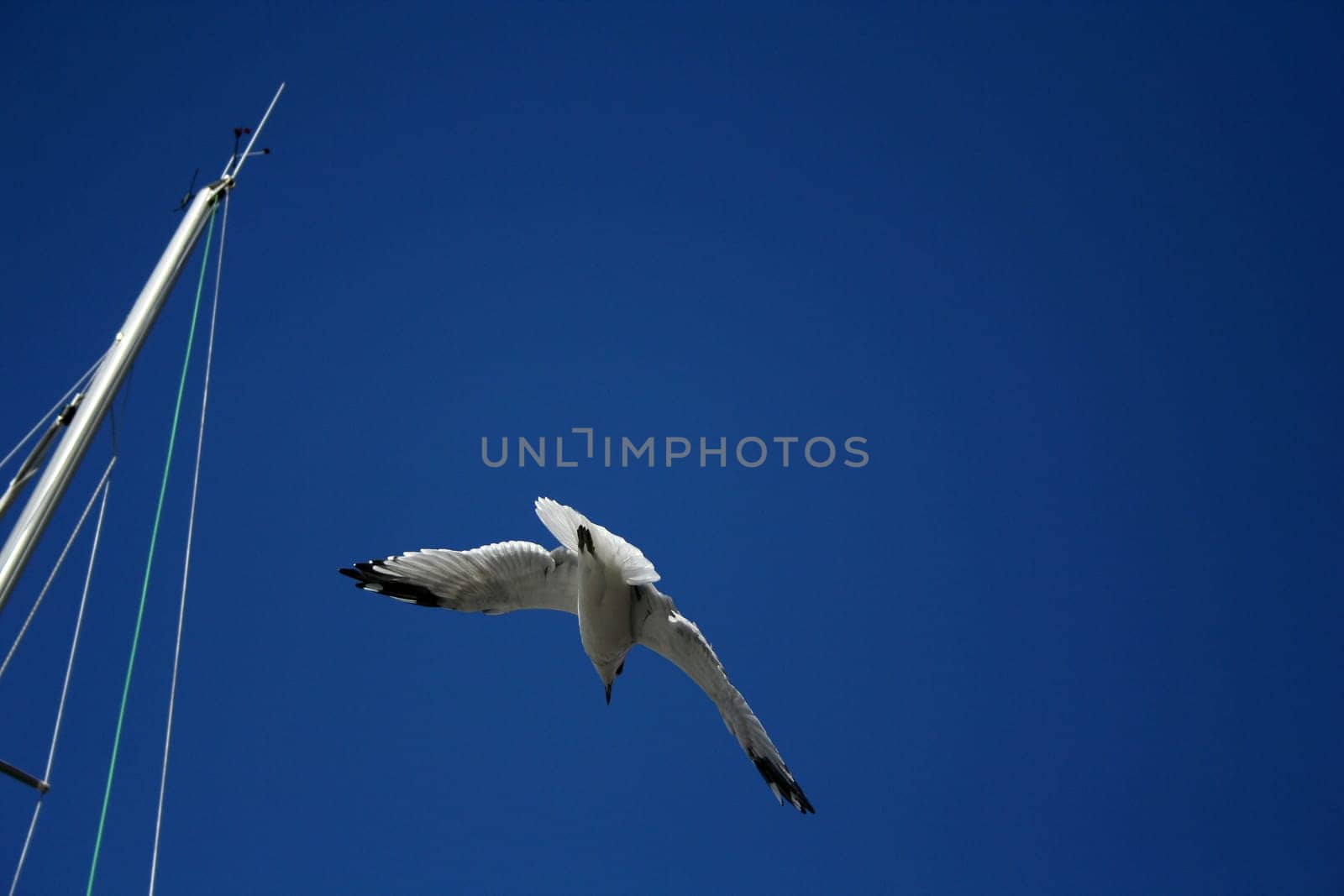Seagull in a blue sky. Near the mast from the yacht