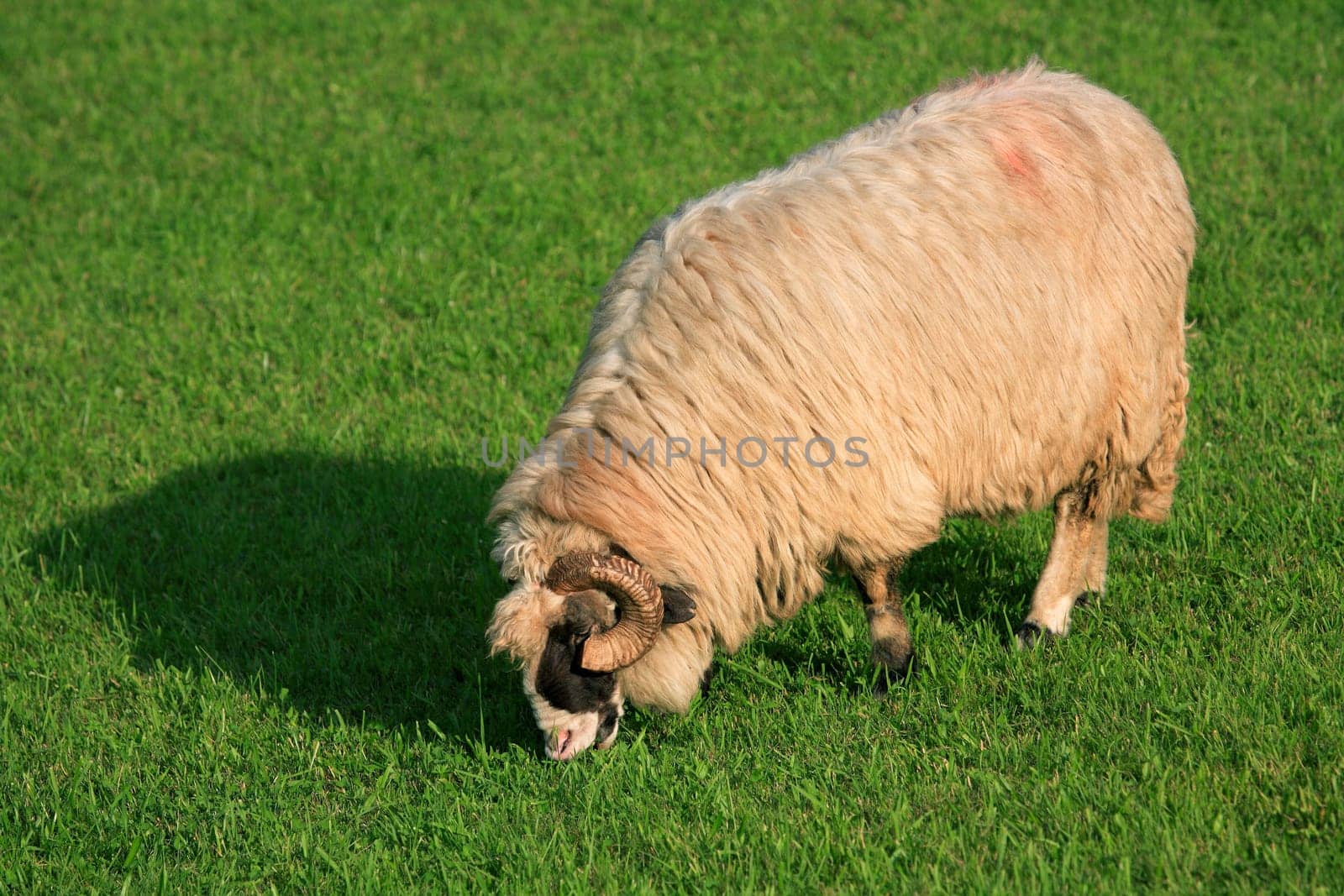 Feeding sheep in Parang Mountains, Romania