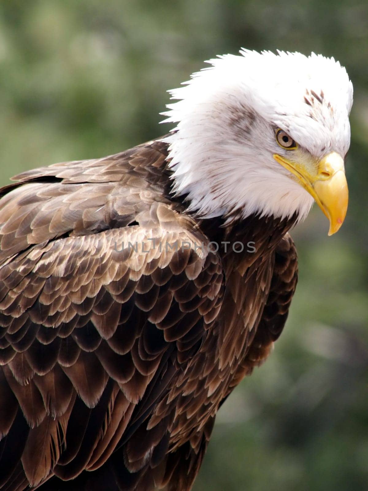 a close up view of an American Bald Eagle against a blurred background