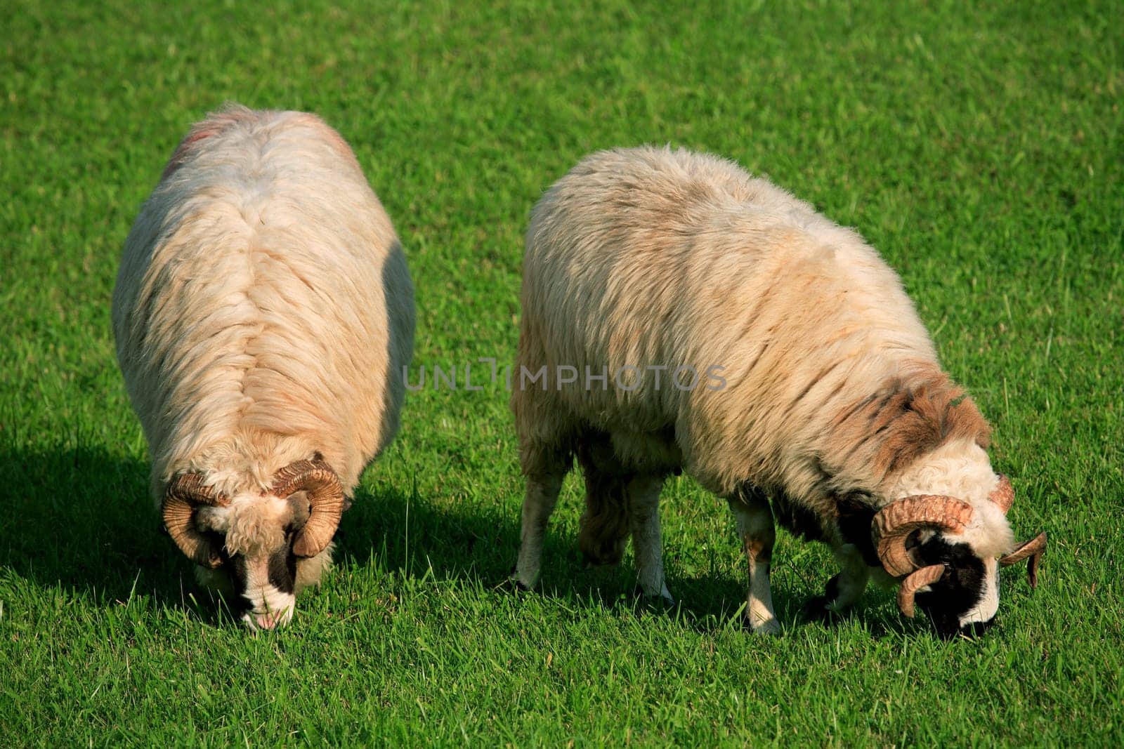 Feeding sheep in Parang Mountains, Romania