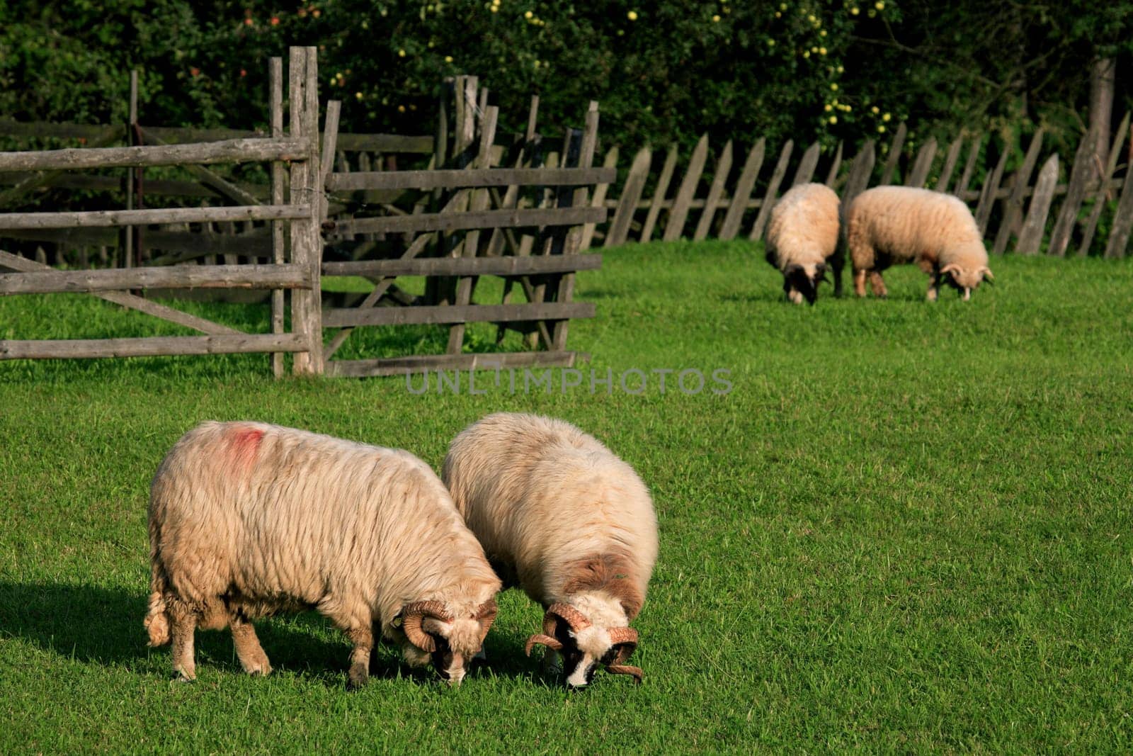 Feeding sheep in Parang Mountains, Romania