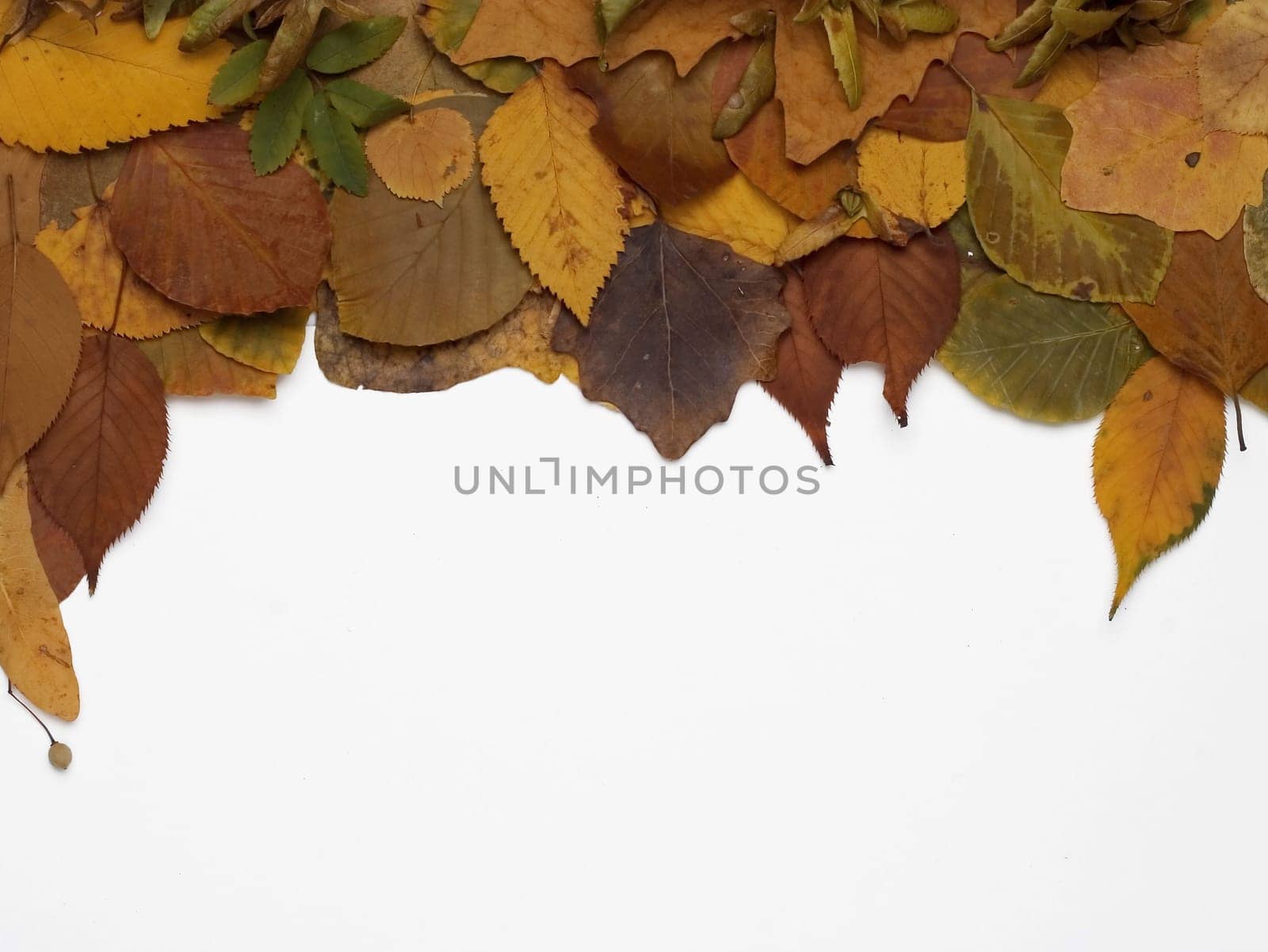 Autumn leaves frame isolated on white.
