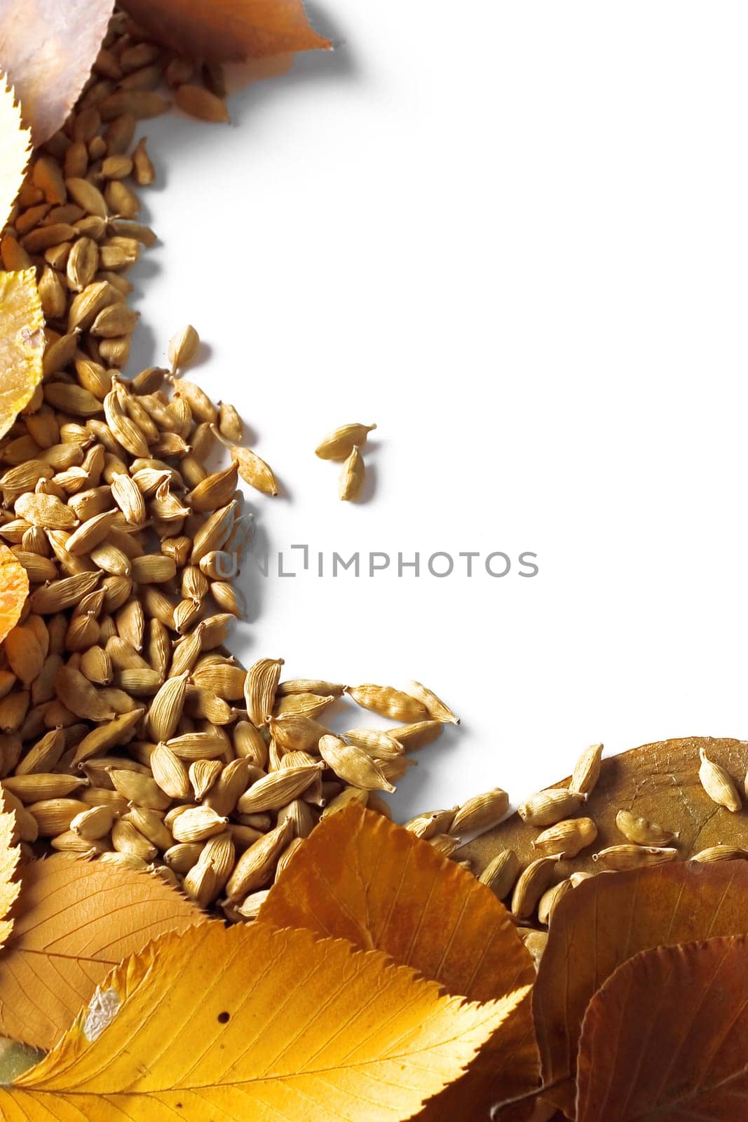 Autumn leaves and cardamom frame isolated on white.