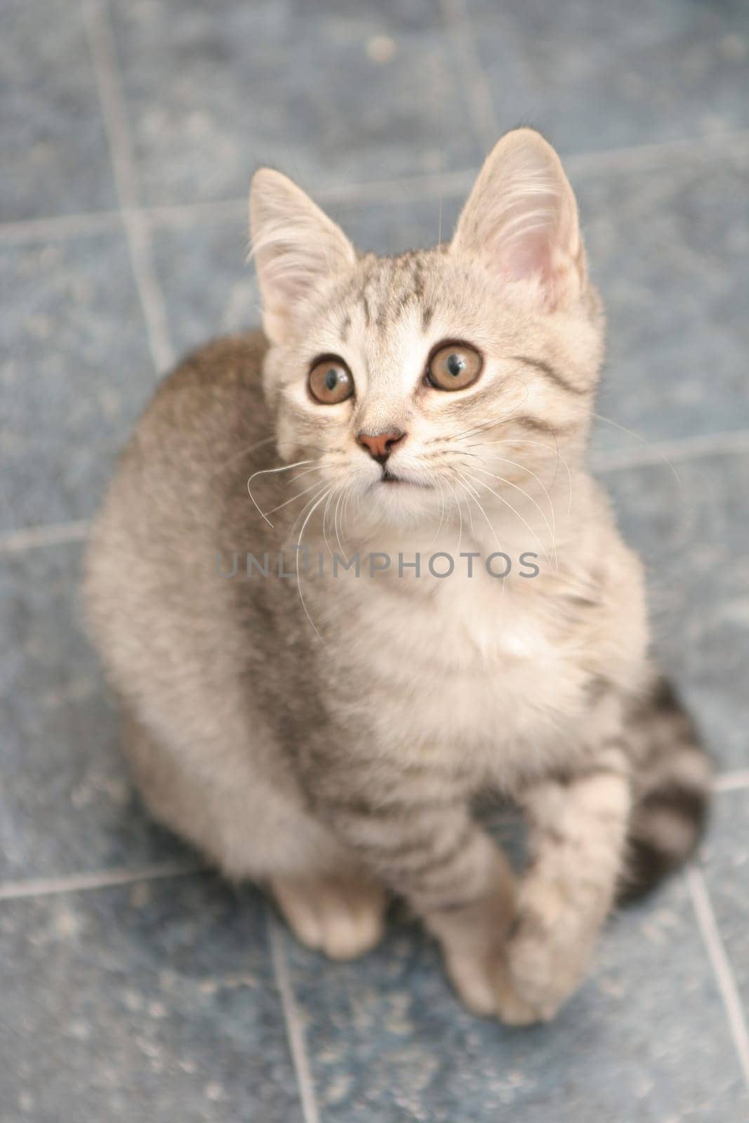 Sight of a small grey kitten