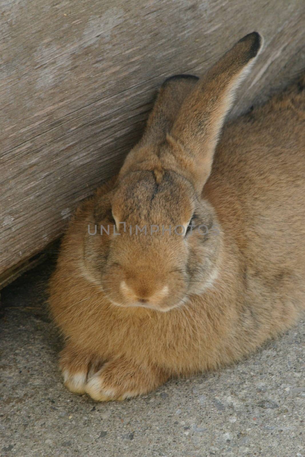 a rabbit sitting next to a log