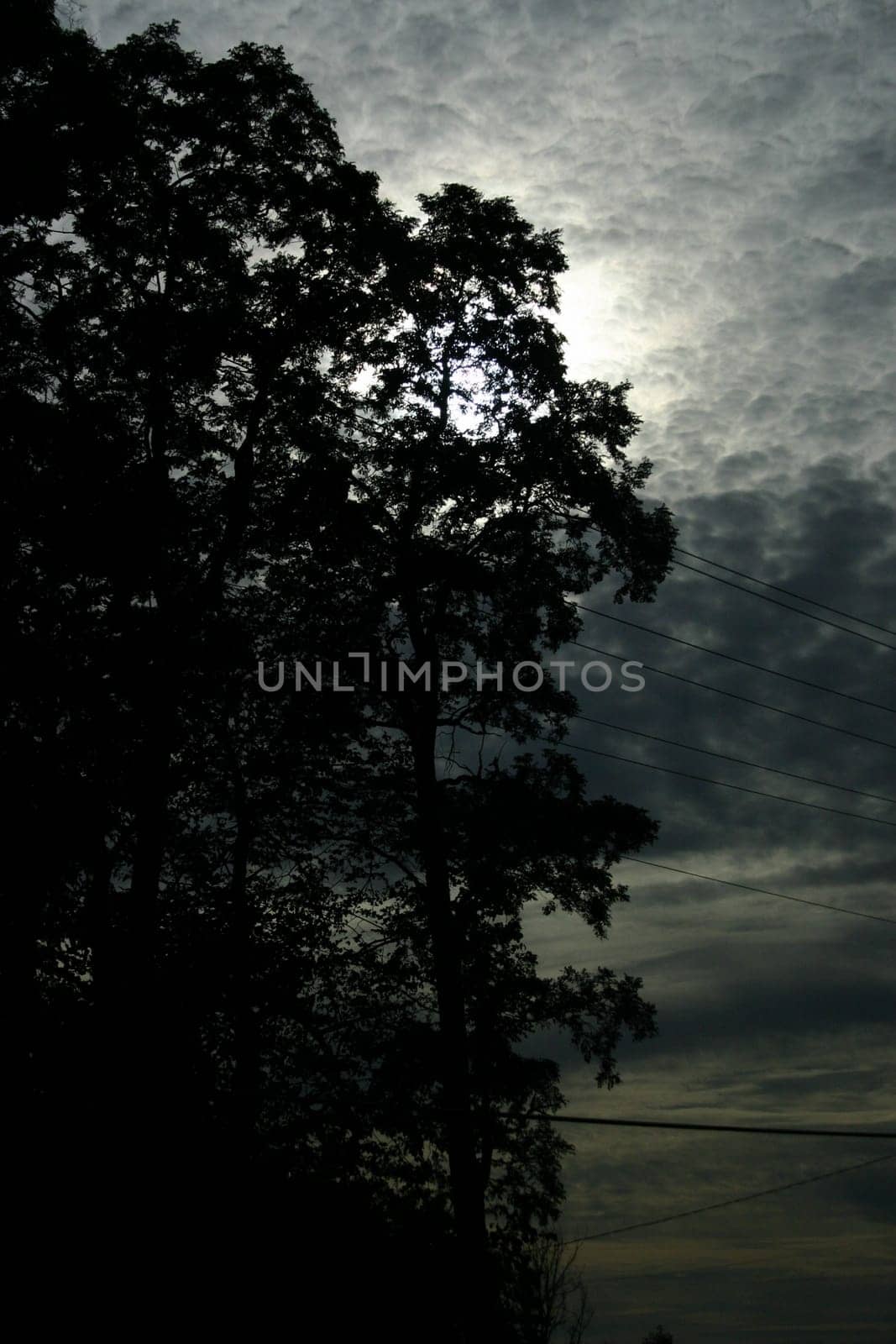 trees with the sun peeing through on a cloudy day