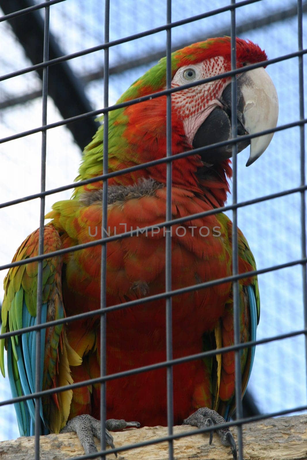 a parrot in a cage