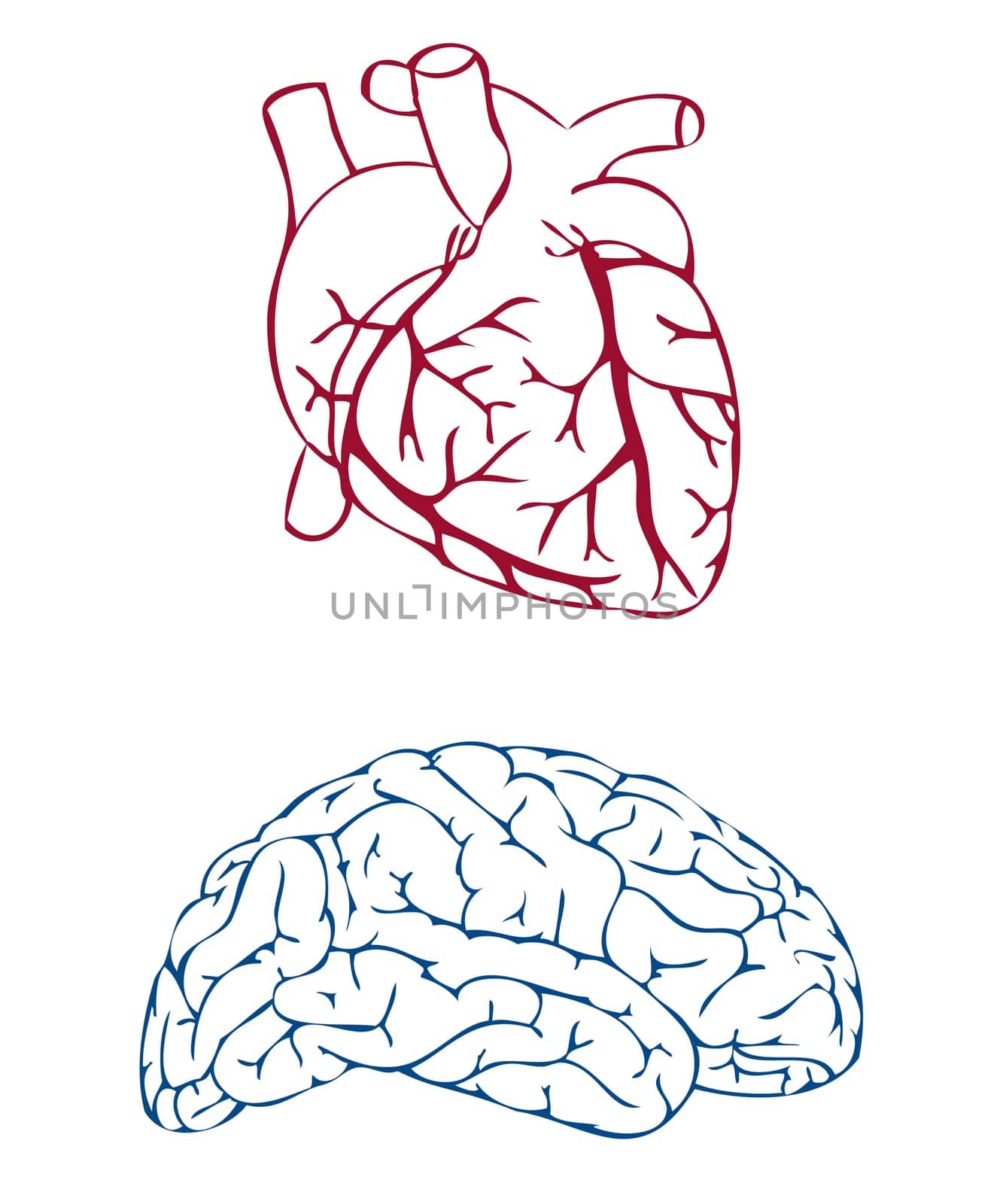 heart and brain on white