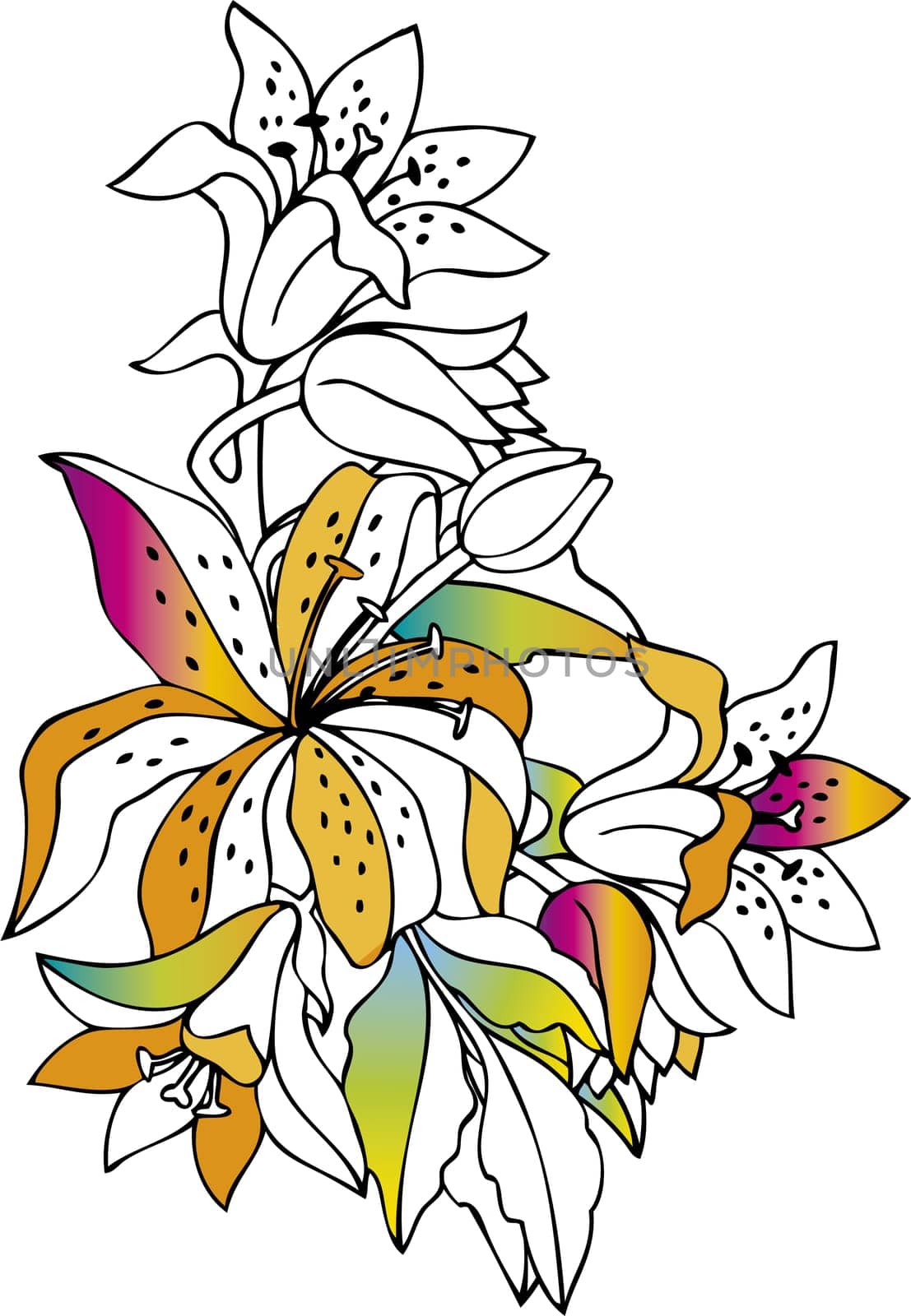 Colorful lilies on white background