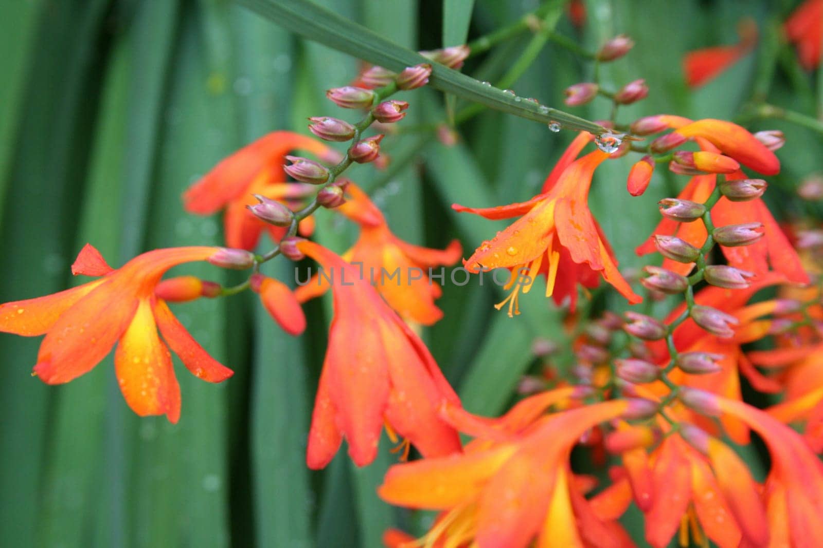 wildflowers