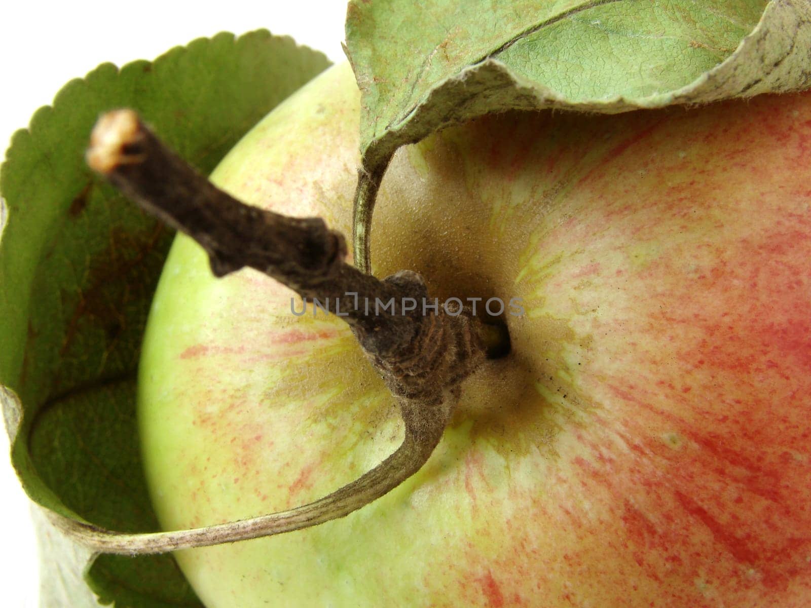 colorful apple fragment with leaves and stem