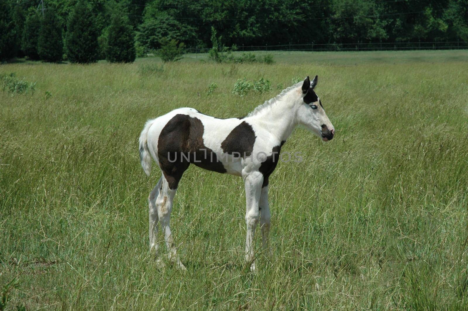 Pinto pony, standing in a grassy field, facing to the right.