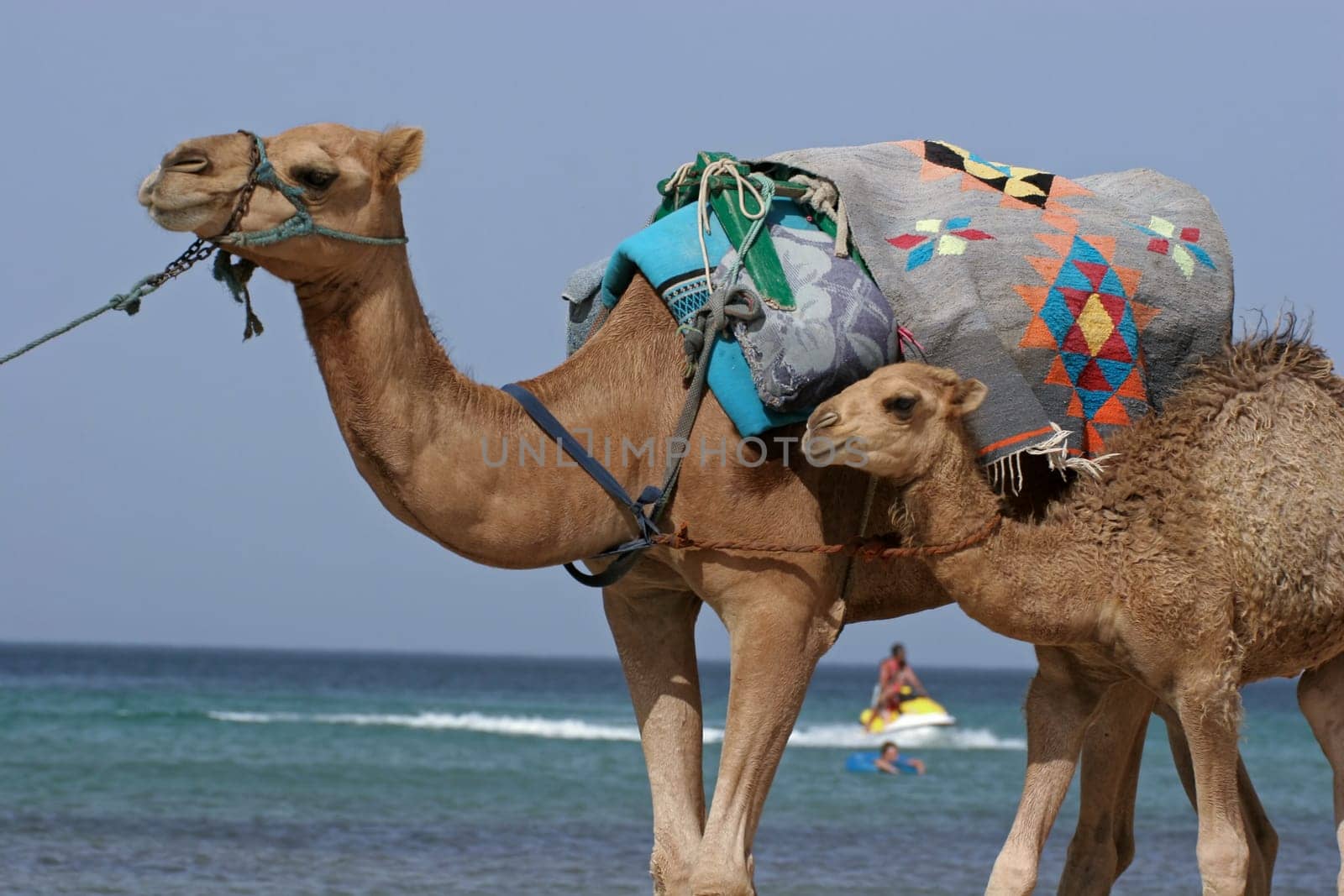 Camel walking at the beach in Monastir, Tunisia.