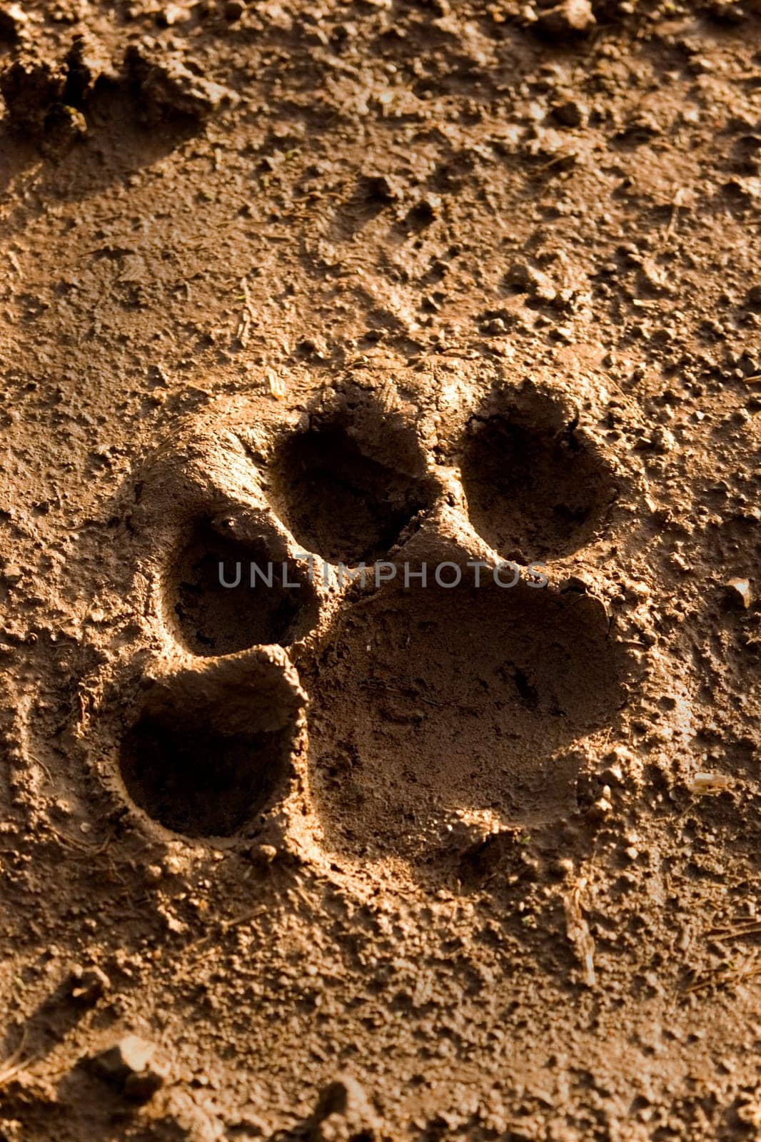 lion footprint in mud
