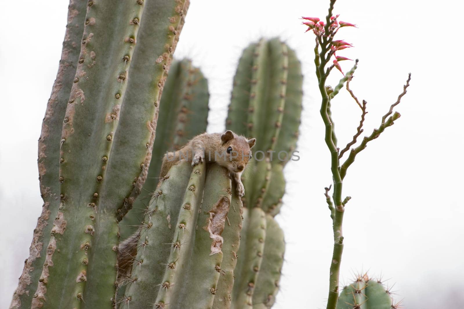 A squirrel resting on a cactus plant.